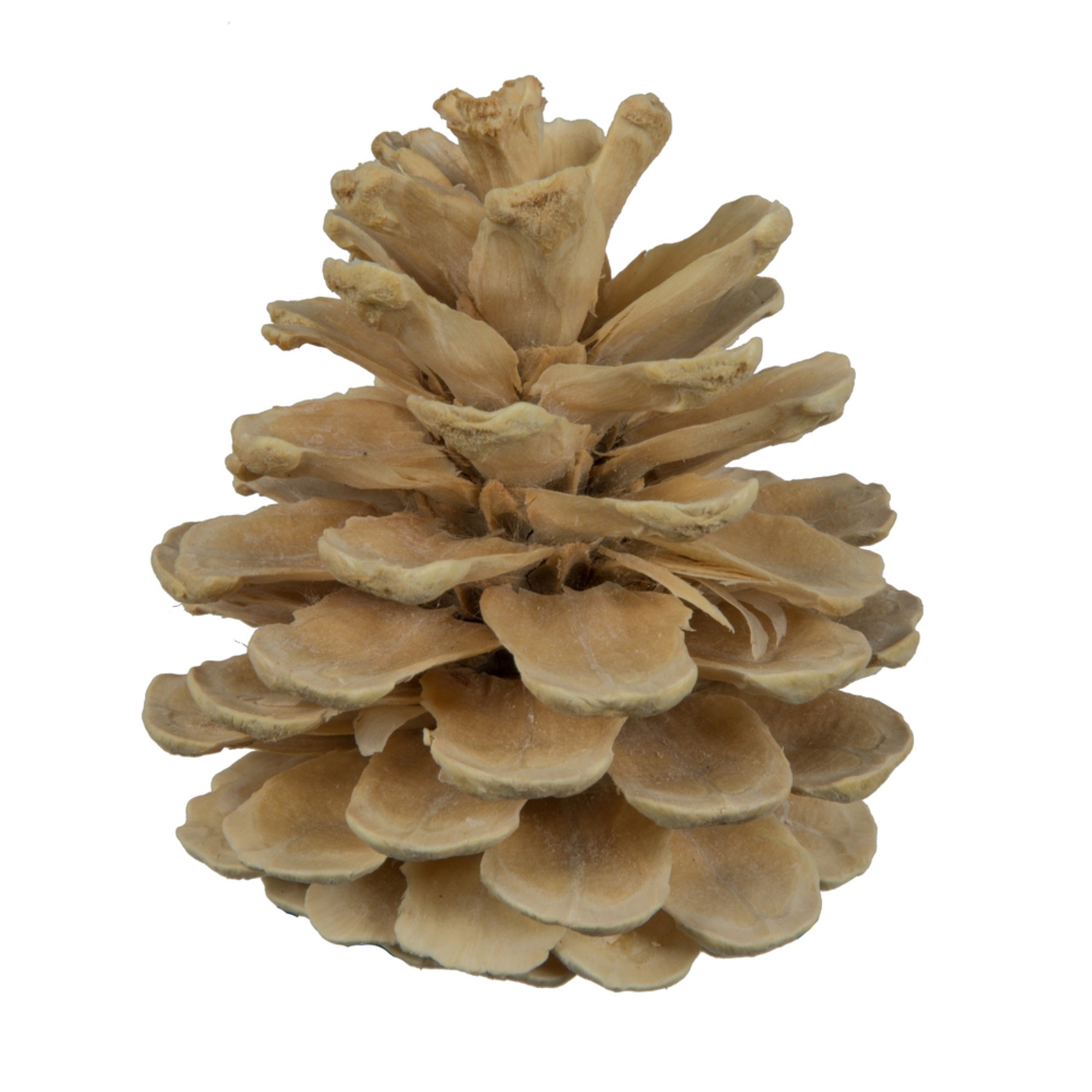 2” Blue Pine Bleached 25/pk