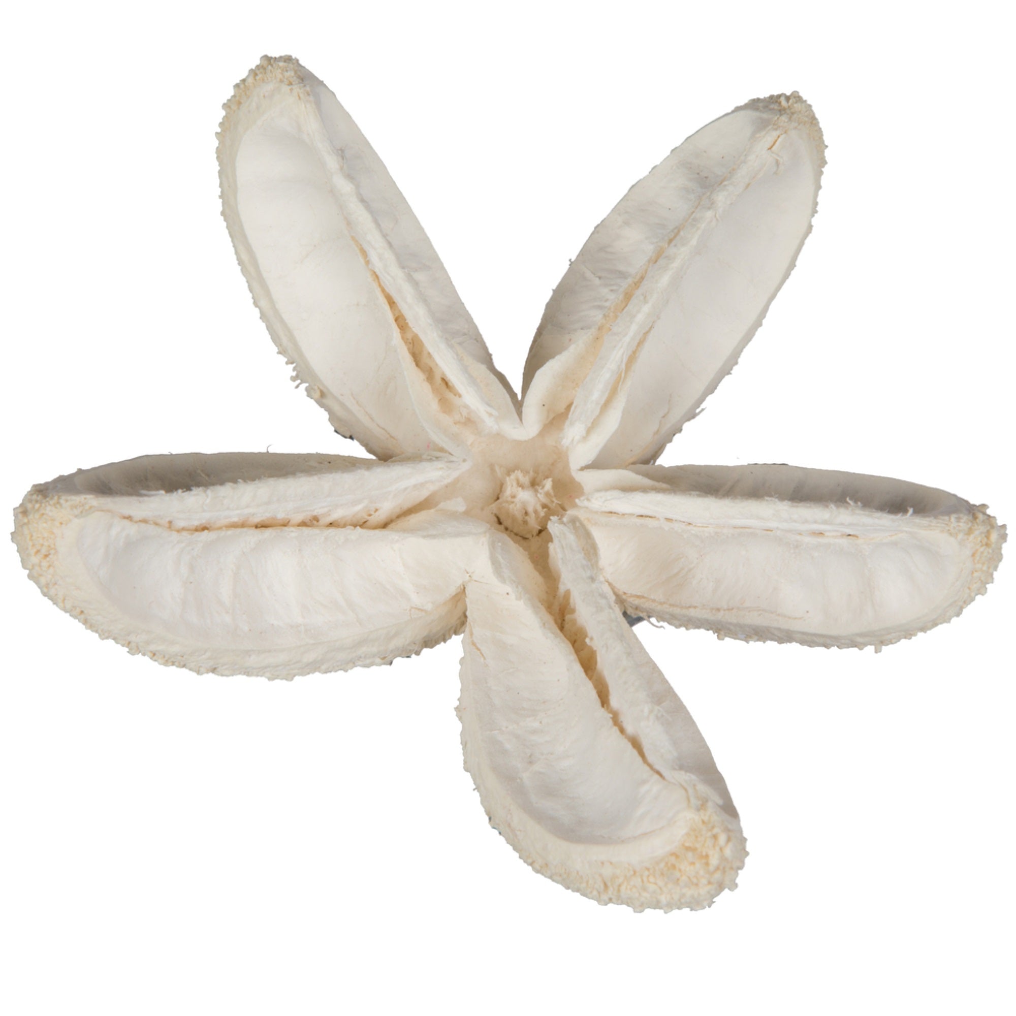 2.36” Bullet Flower Bleached 50/pk