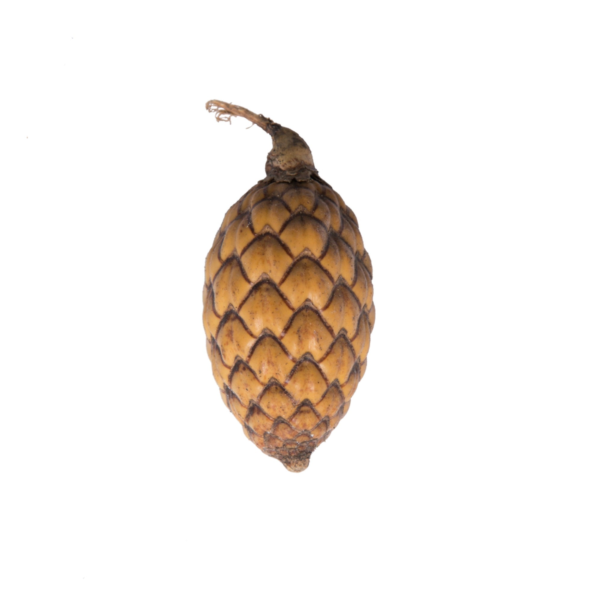 0.8” Cane Fruit Natural 1 kg/pk