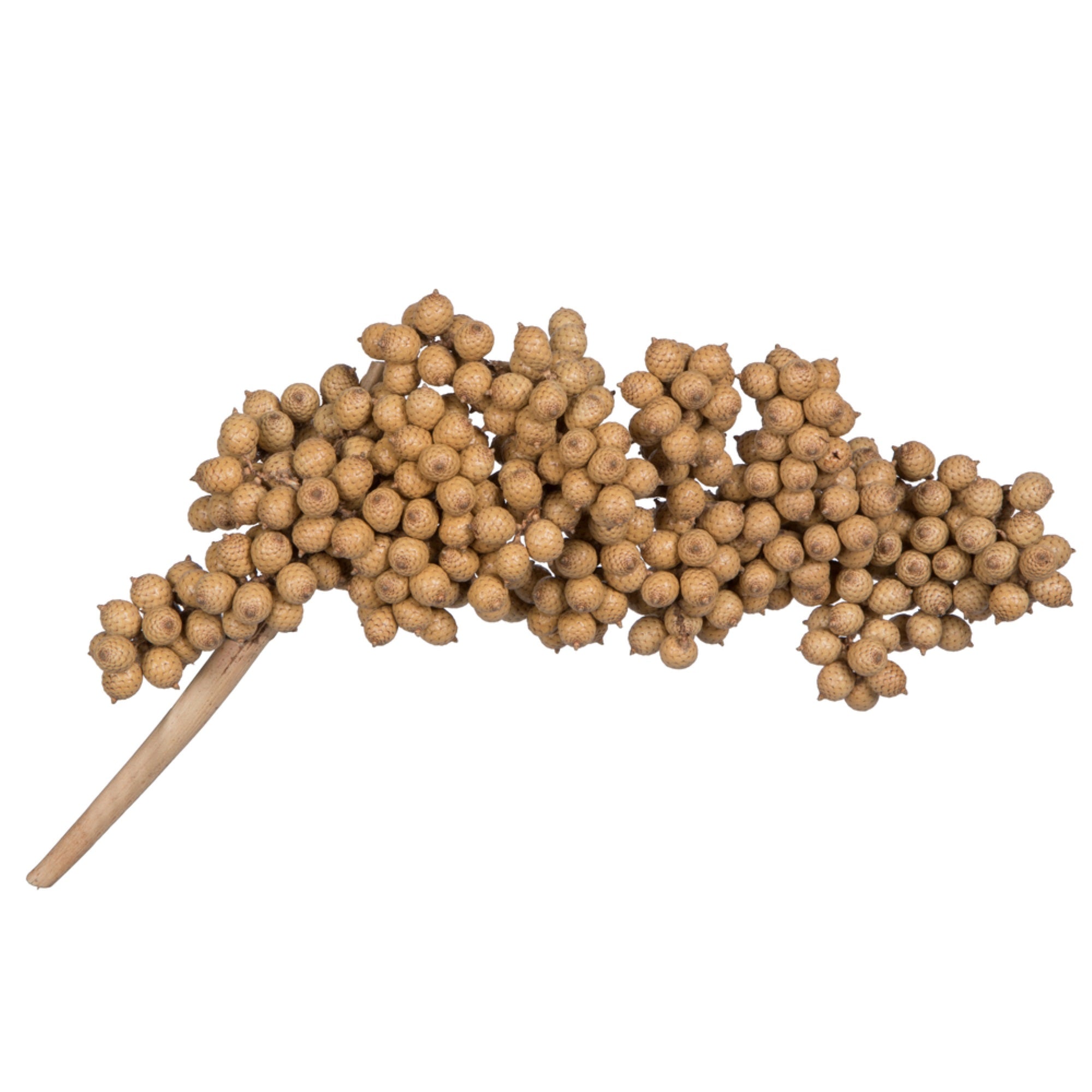 6”-8” Canella Natural 25/pk