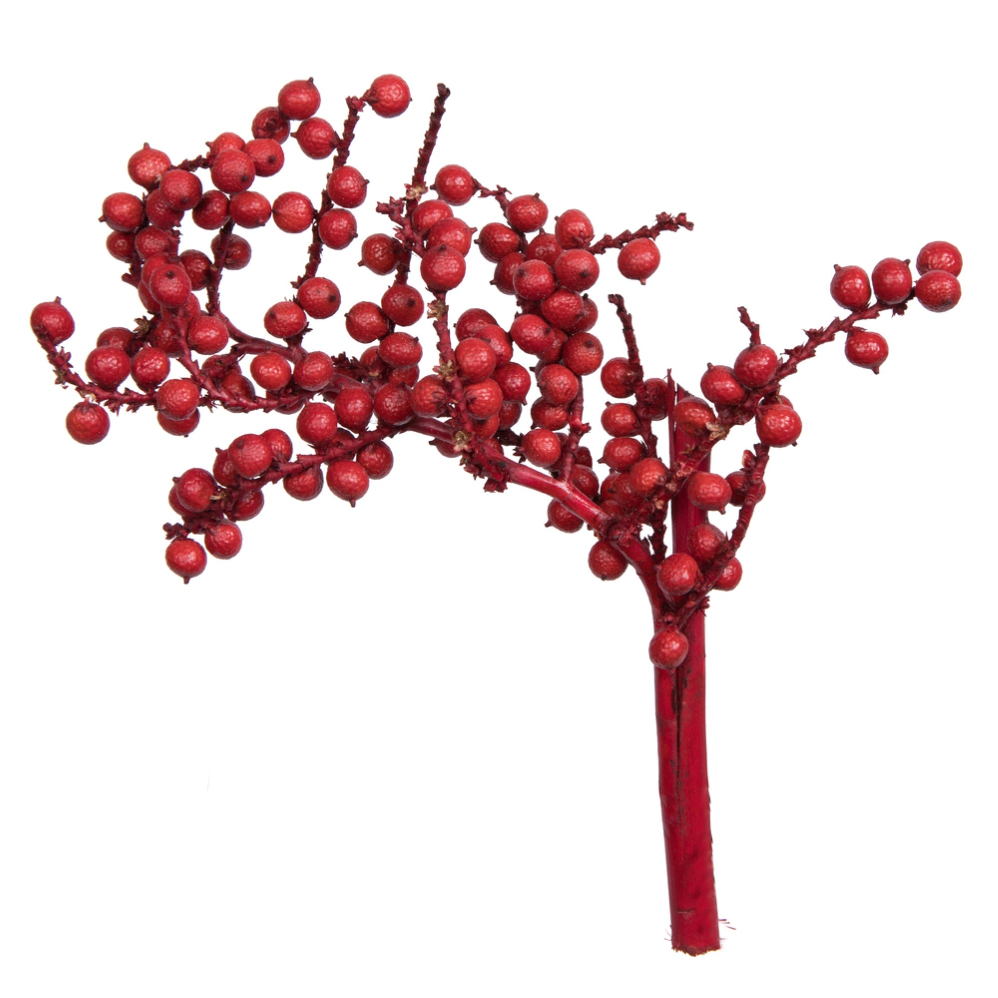 Vickerman Natural Botanicals 6” Canella Special Red Coated. Includes 25 pieces per unit.
