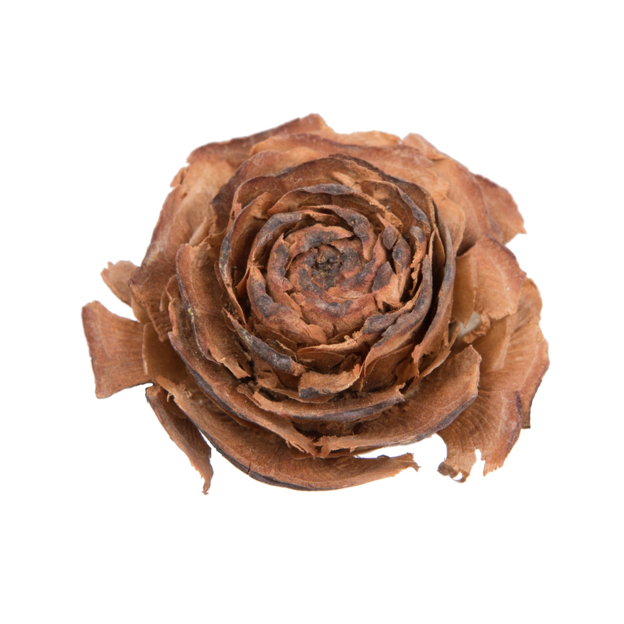 1.3”-1.8” Cedar Rose 100/pk
