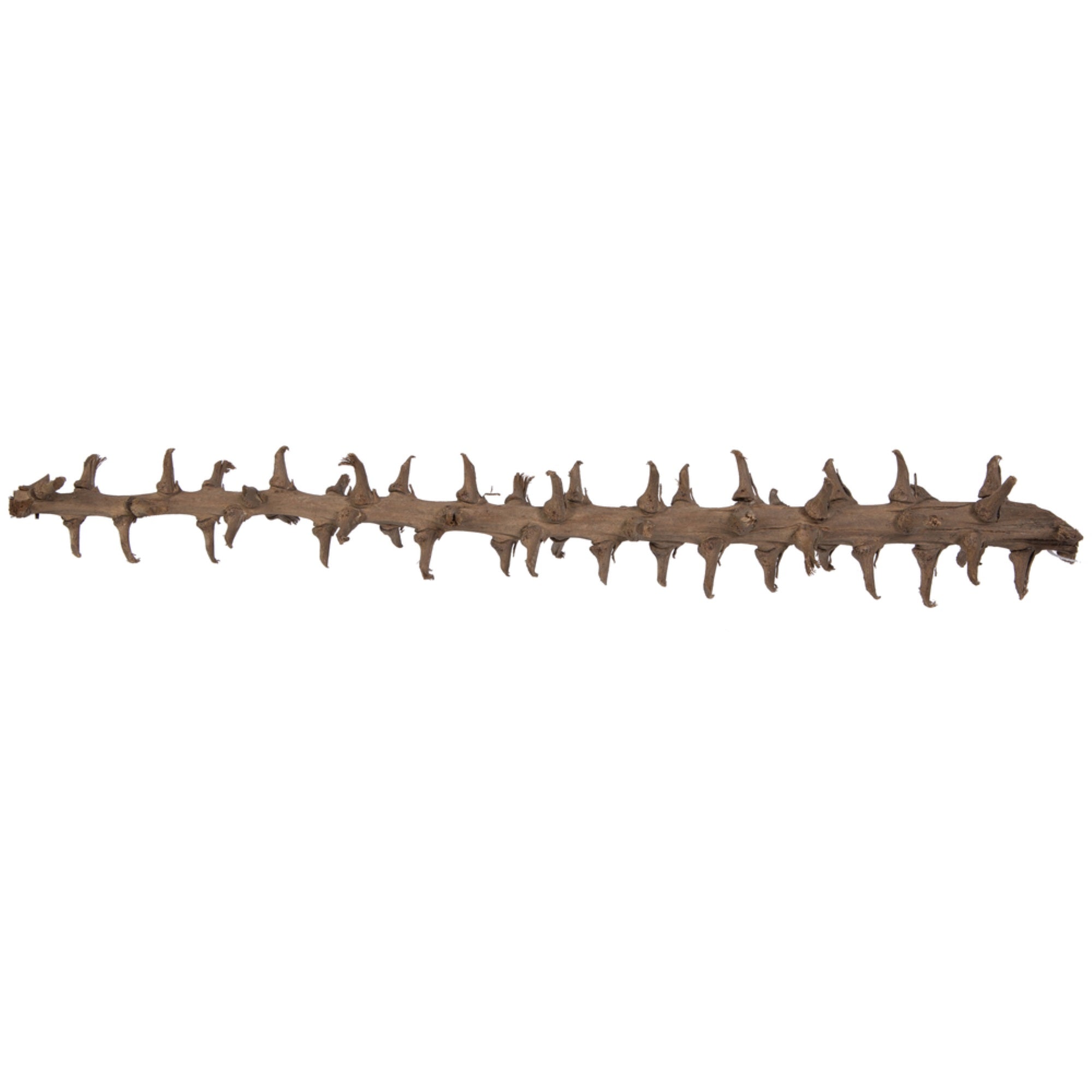 32” Coco Exotica Natural 2/pk