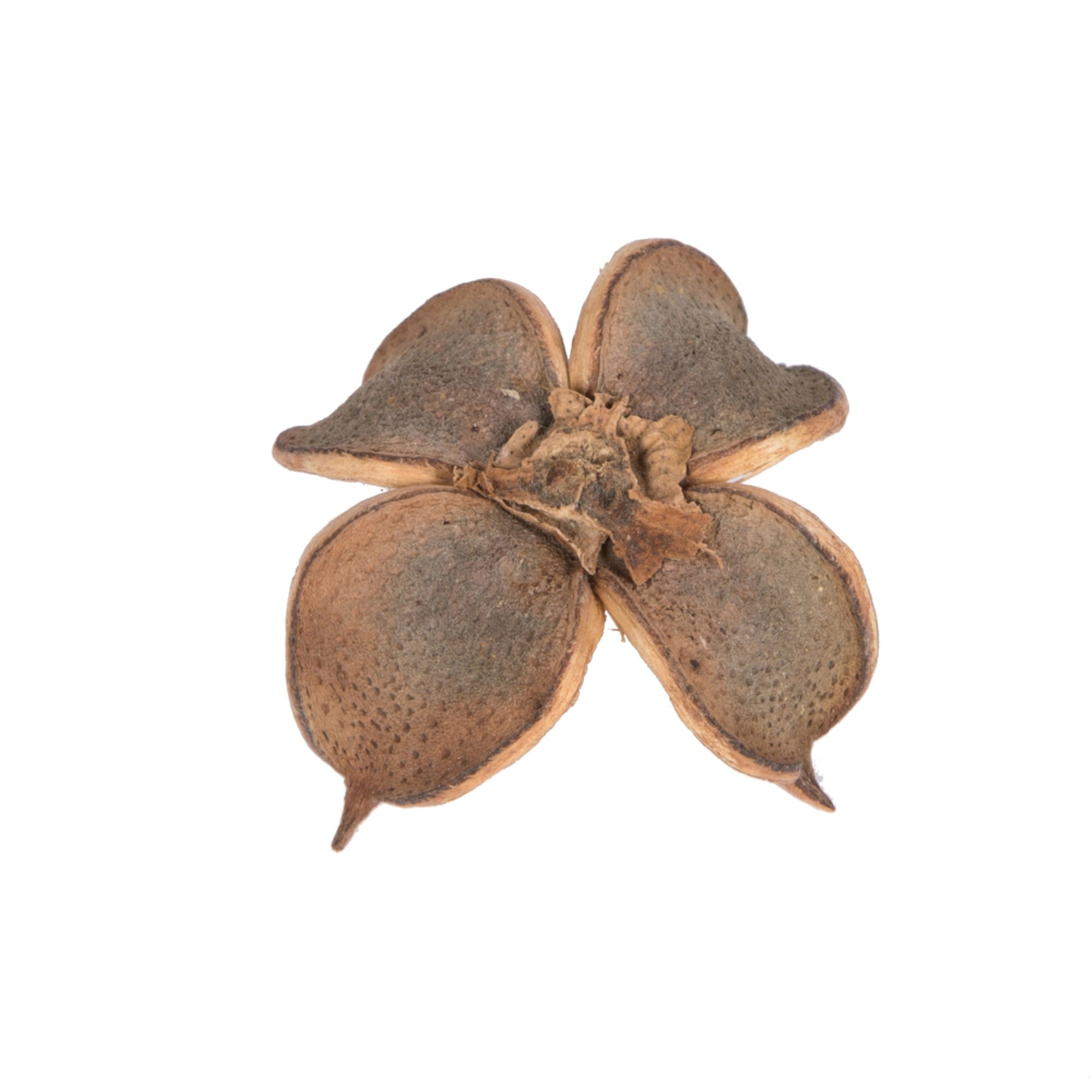 0.8” Cotton Flower Natural 1 kg/pk