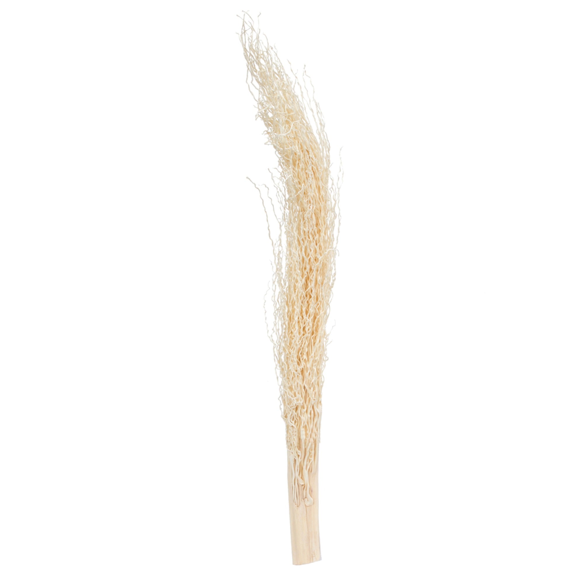 Vickerman Natural Botanicals 8”-12” Khejur Jhar Bleached. Includes 25 pieces per Pack.