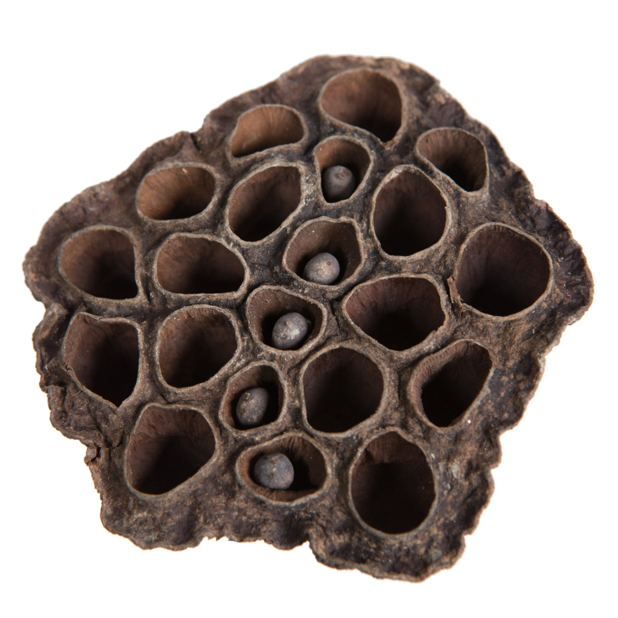Vickerman Natural Botanicals 2.4”-3.2” Lotus Pod Medium. Includes 75 pieces per Pack.