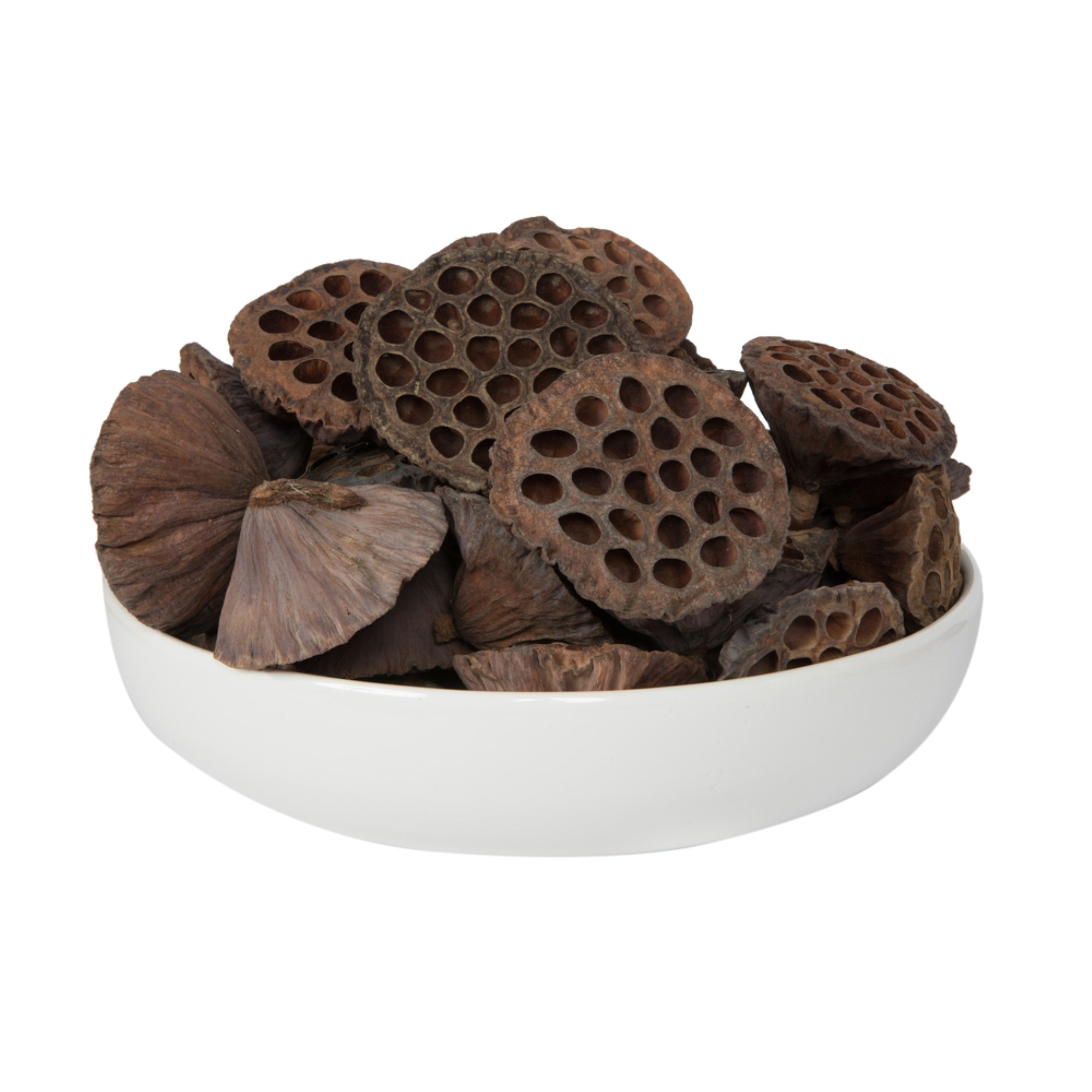 Vickerman Natural Botanicals 4”-4.8” Lotus Pod Extra-Large. Includes 50 pieces per Pack.