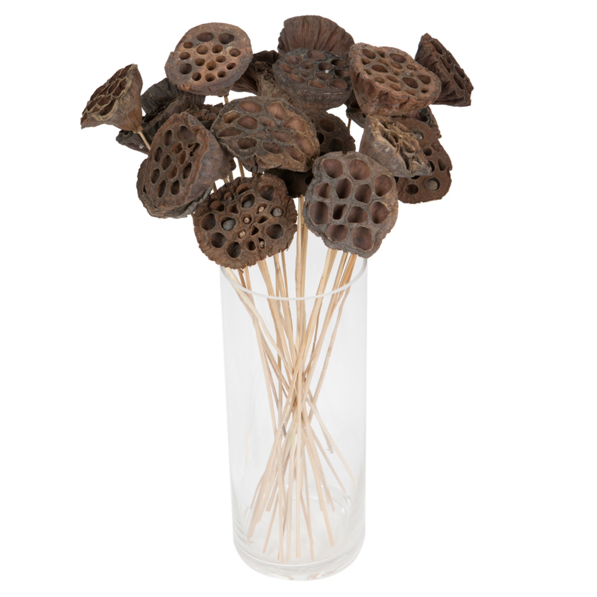 20” Lotus Pod Medium on Stem 50/pk