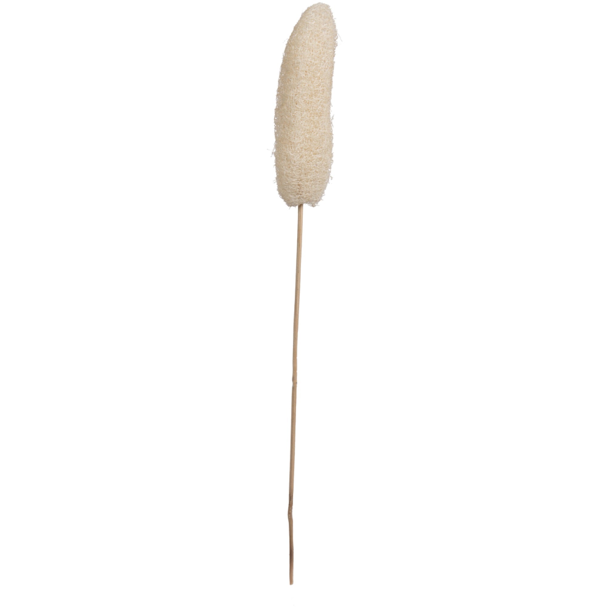 20” Bleached Luffa on Stem 25/pk
