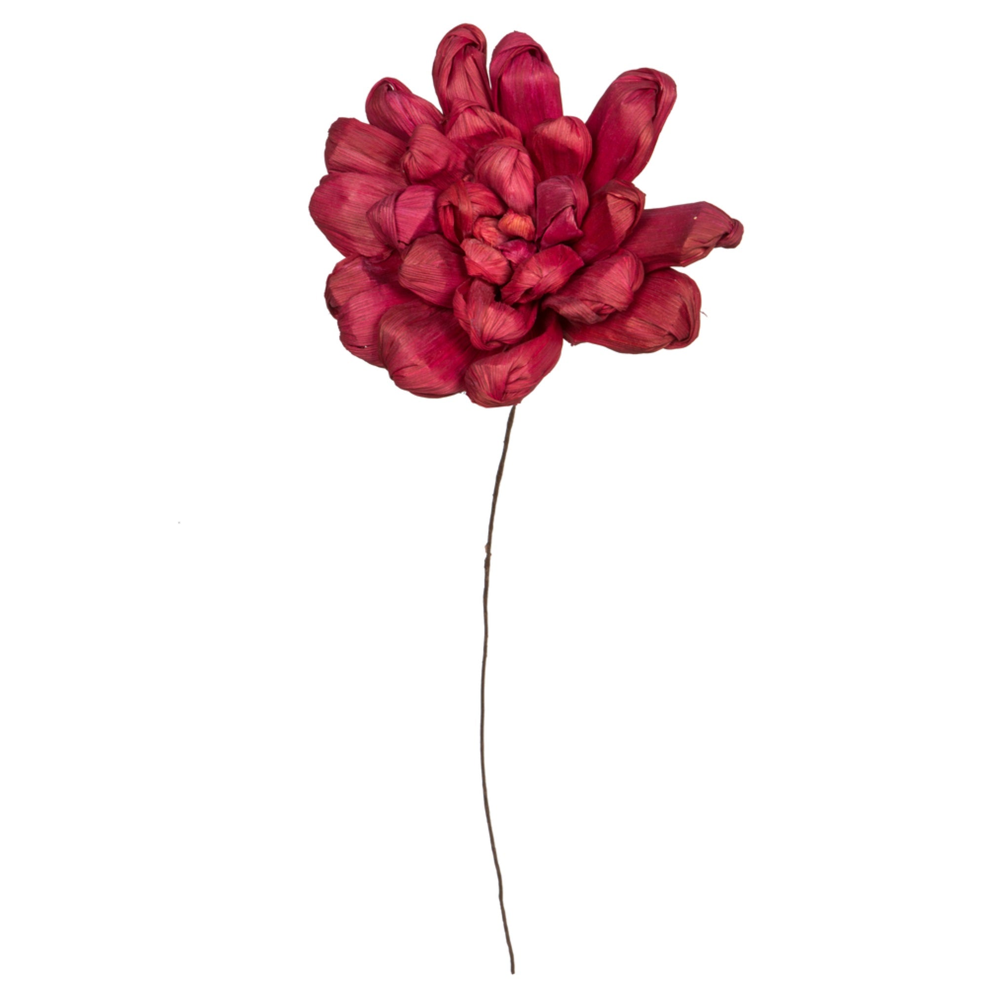 Vickerman Natural Botanicals 6” Bordeaux Maize Dahlia on 18” wire stem- 6 stem/bag. Dried and preserved.