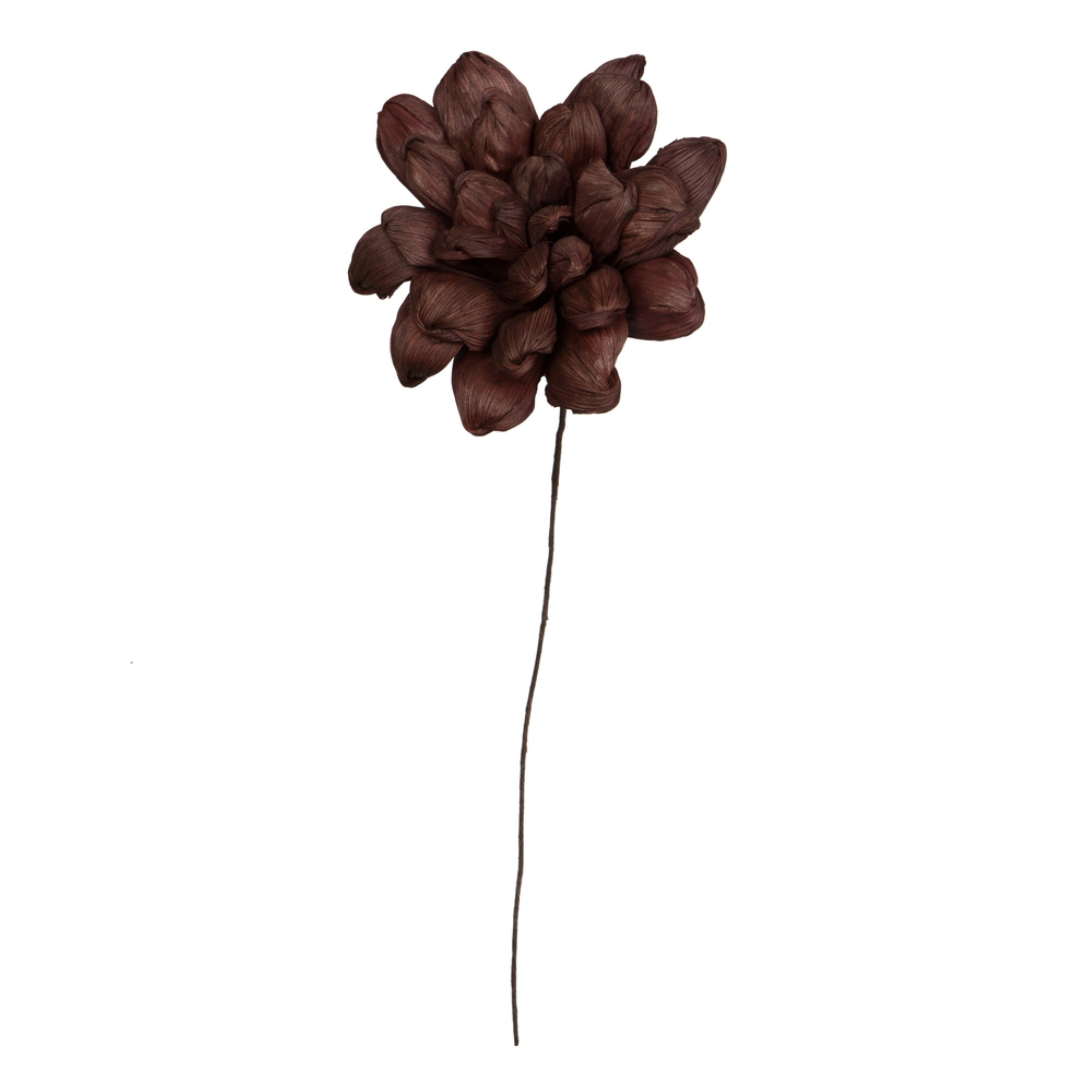 Vickerman Natural Botanicals 6” Brown Maize Dahlia on 18” wire stem- 6 stem/bag. Dried and preserved.