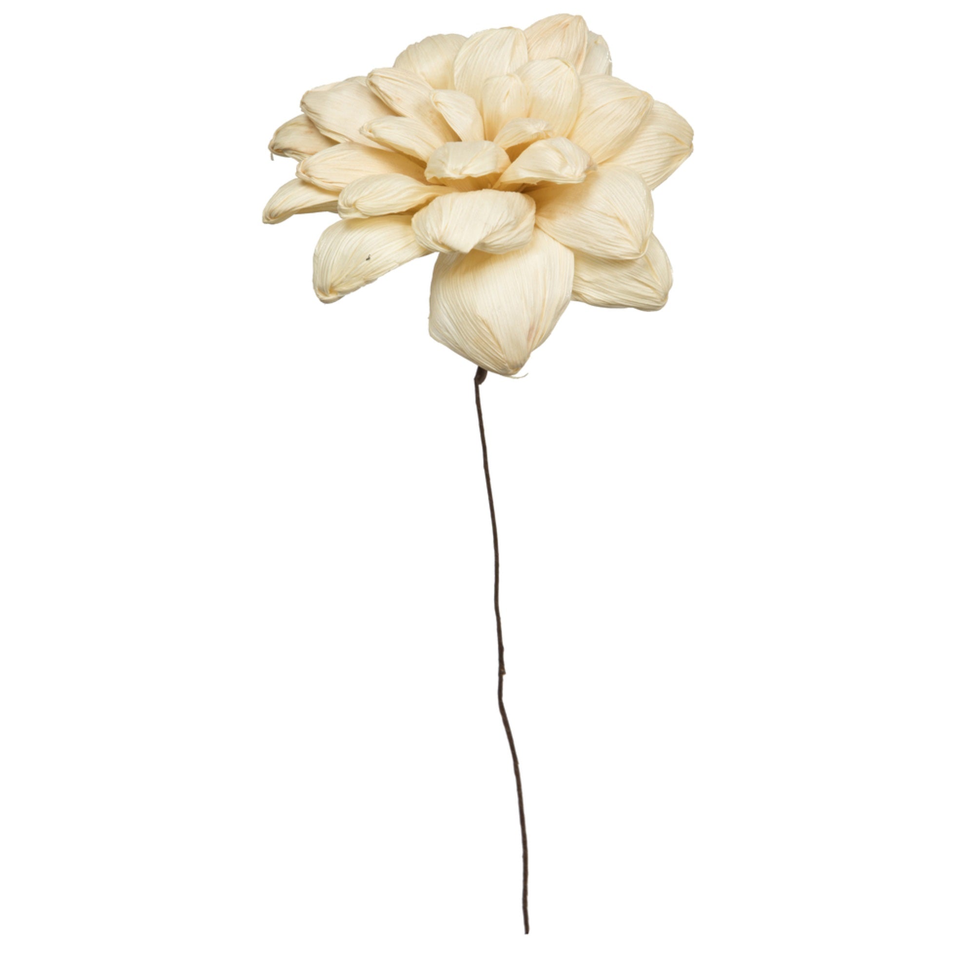 Vickerman Natural Botanicals 6” Bleached Maize Dahlia on 18” wire stem- 6 stem/bag. Dried and preserved.