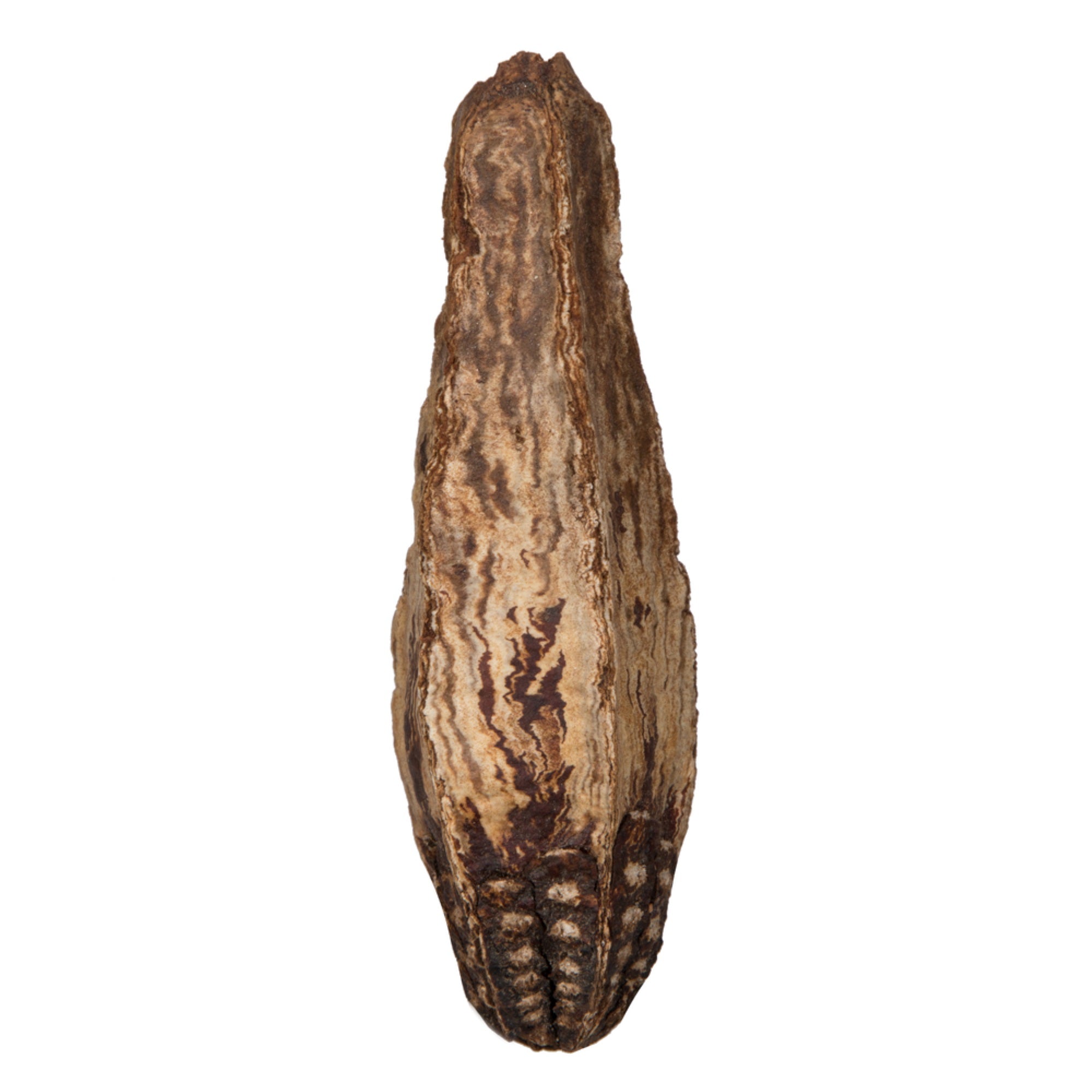 2.8” Mahogany Pods Natural 100/pk