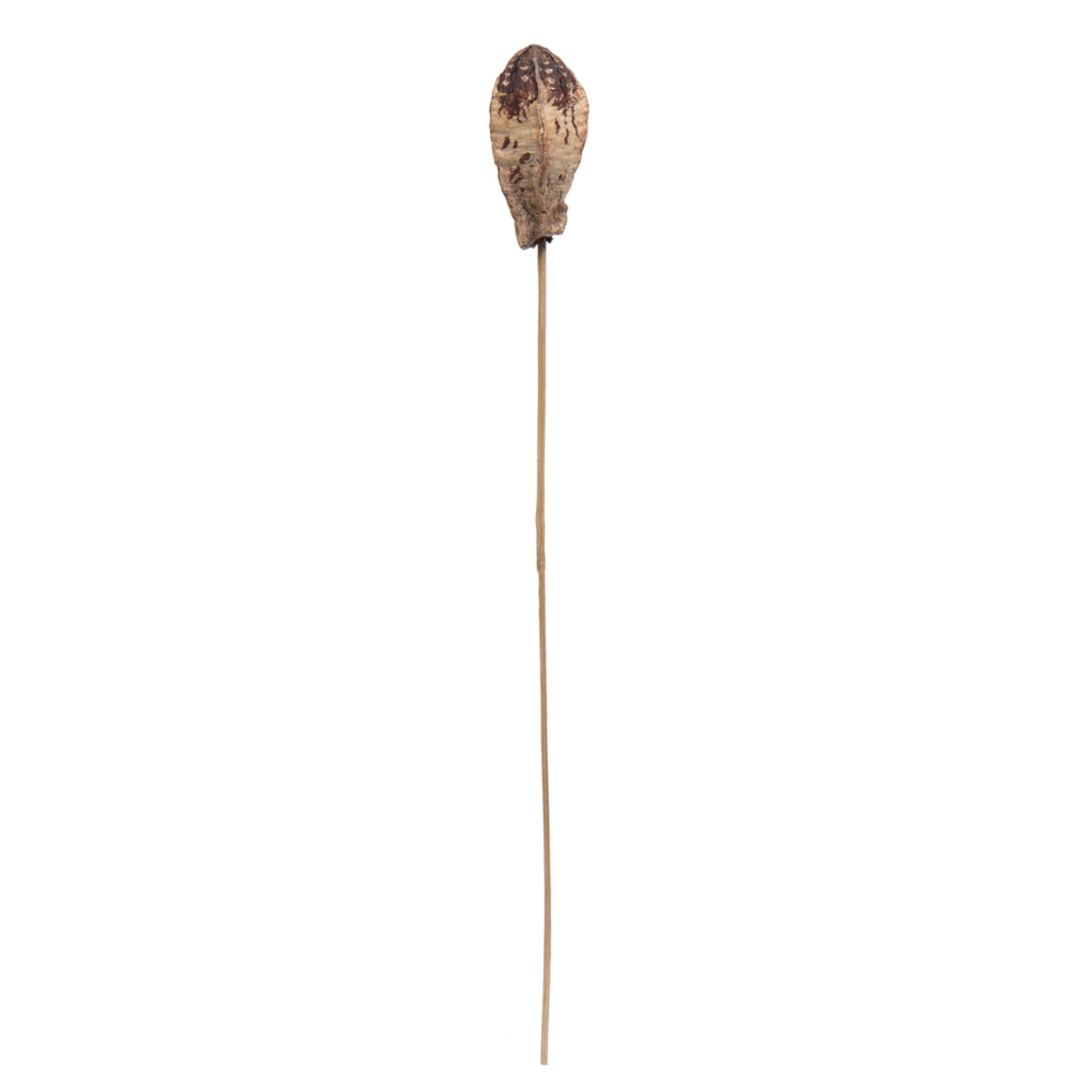 20” Mahogany Pods on Stem 100/pk