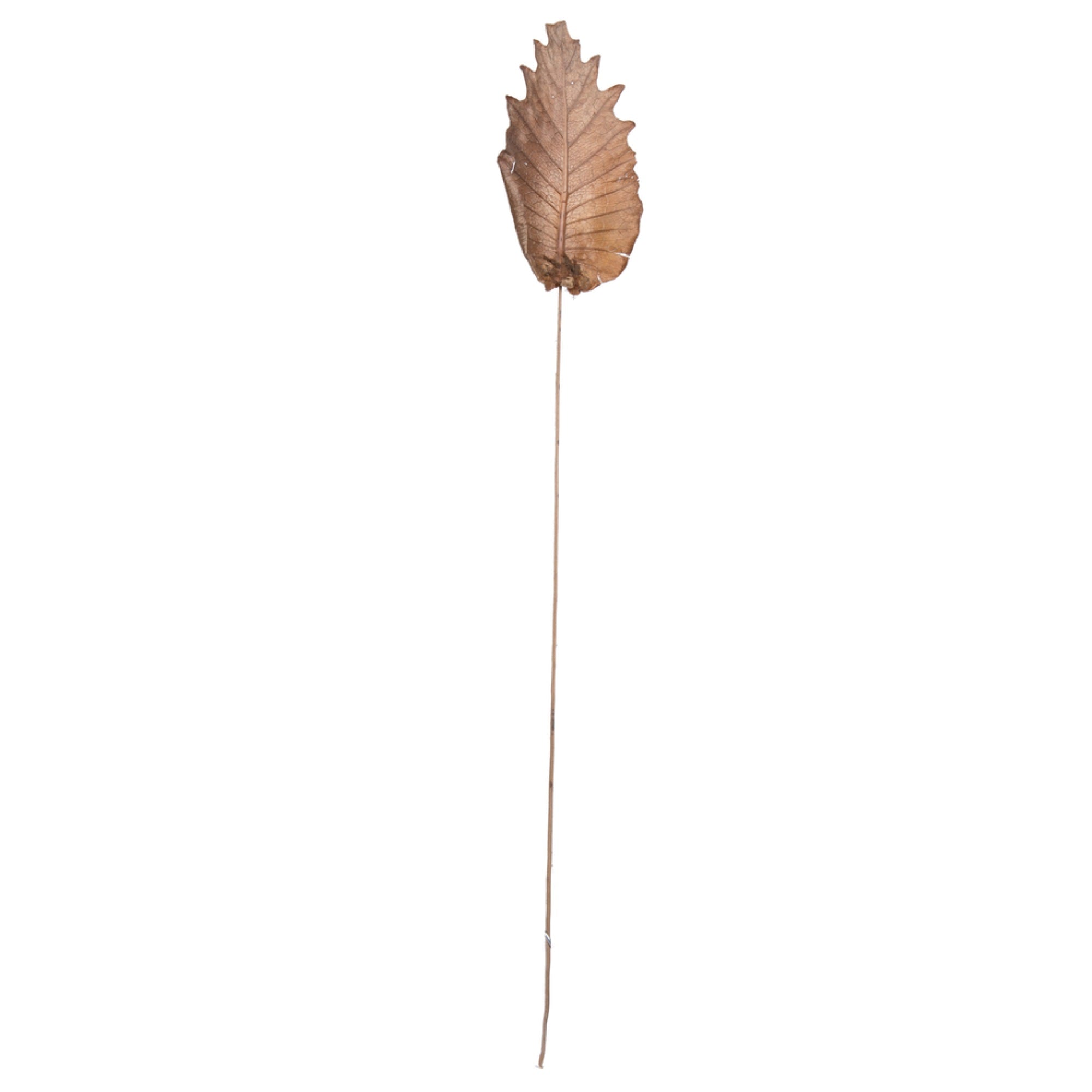 20” Oak Leaf Natural Ting 100/pk