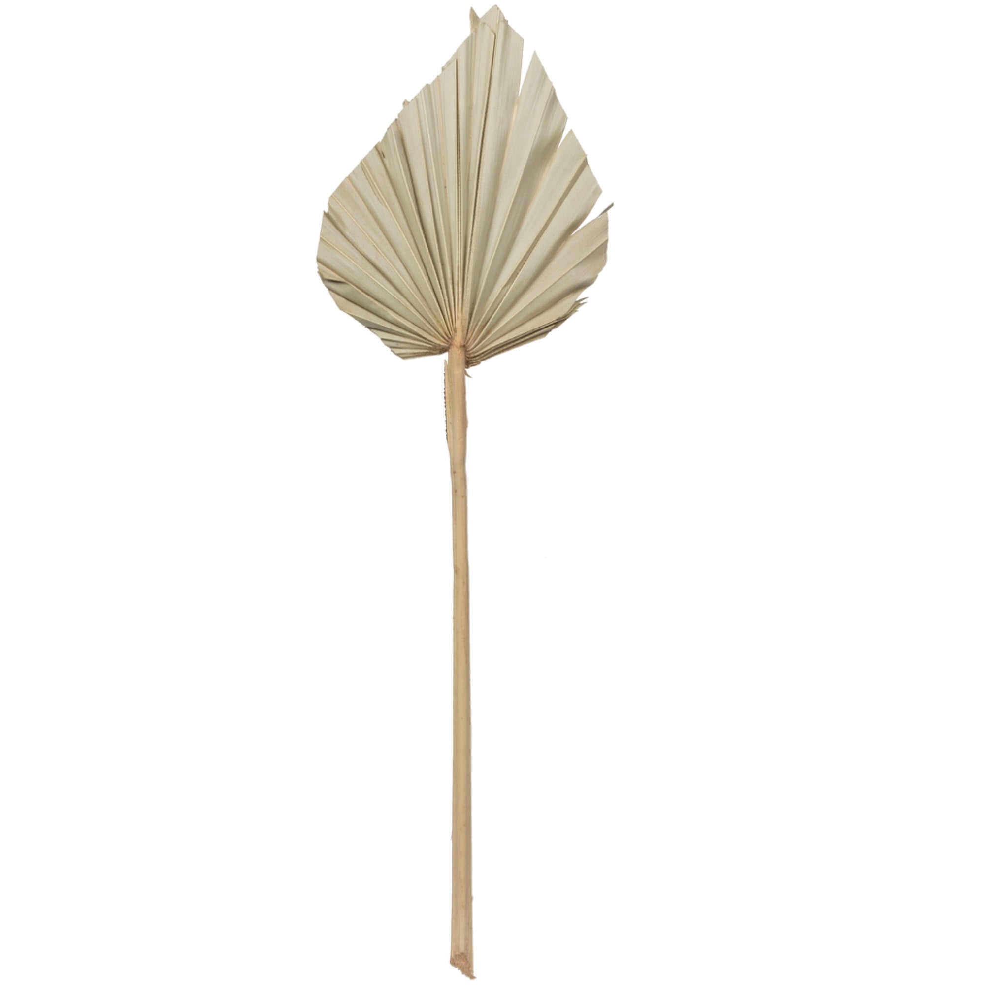 Vickerman Natural Botanicals 20” Palm Spear Natural. Includes 50 pieces per Pack.