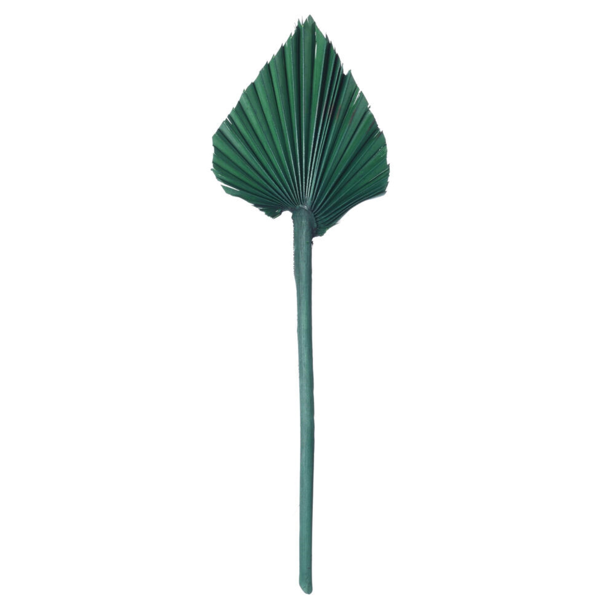 Vickerman Natural Botanicals 15.75 - 19.5” Emerald Dried Palm Spear 12 per bag.