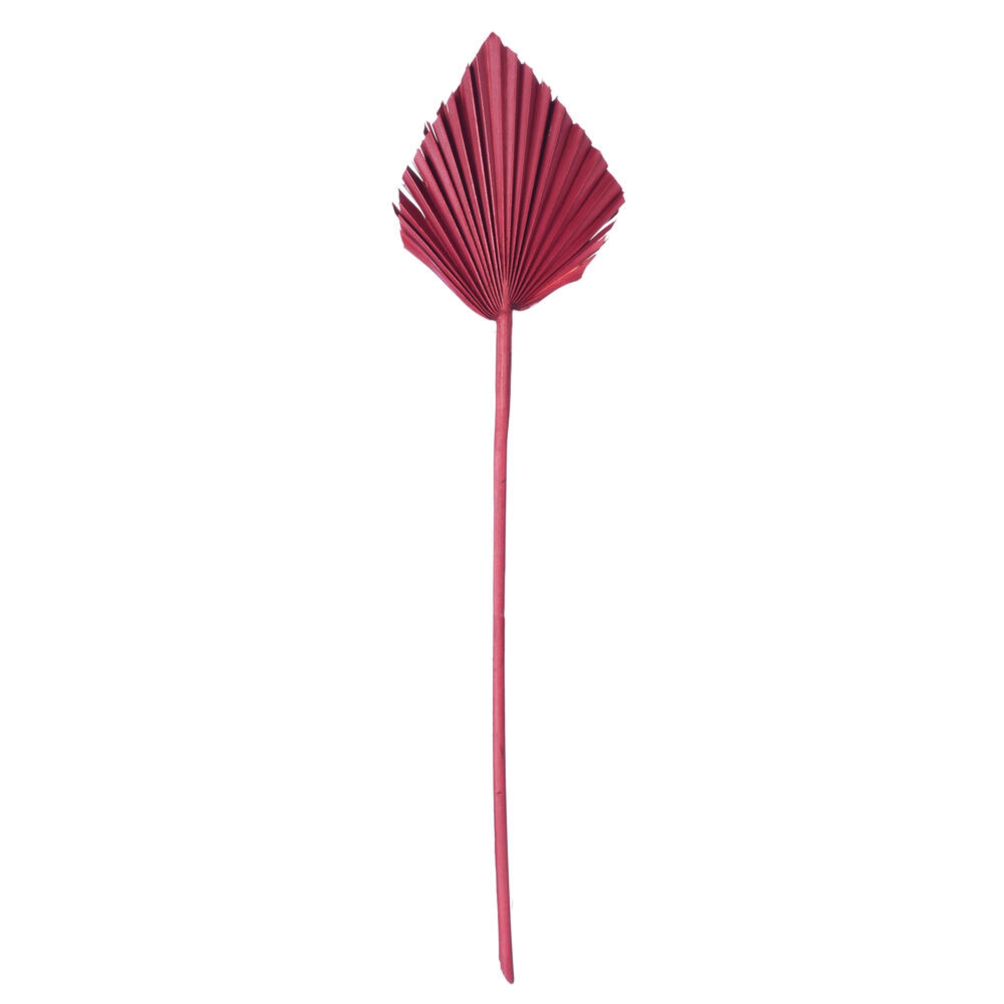 Vickerman Natural Botanicals 15.75 - 19.5” Deep Red Dried Palm Spear 12 per bag.