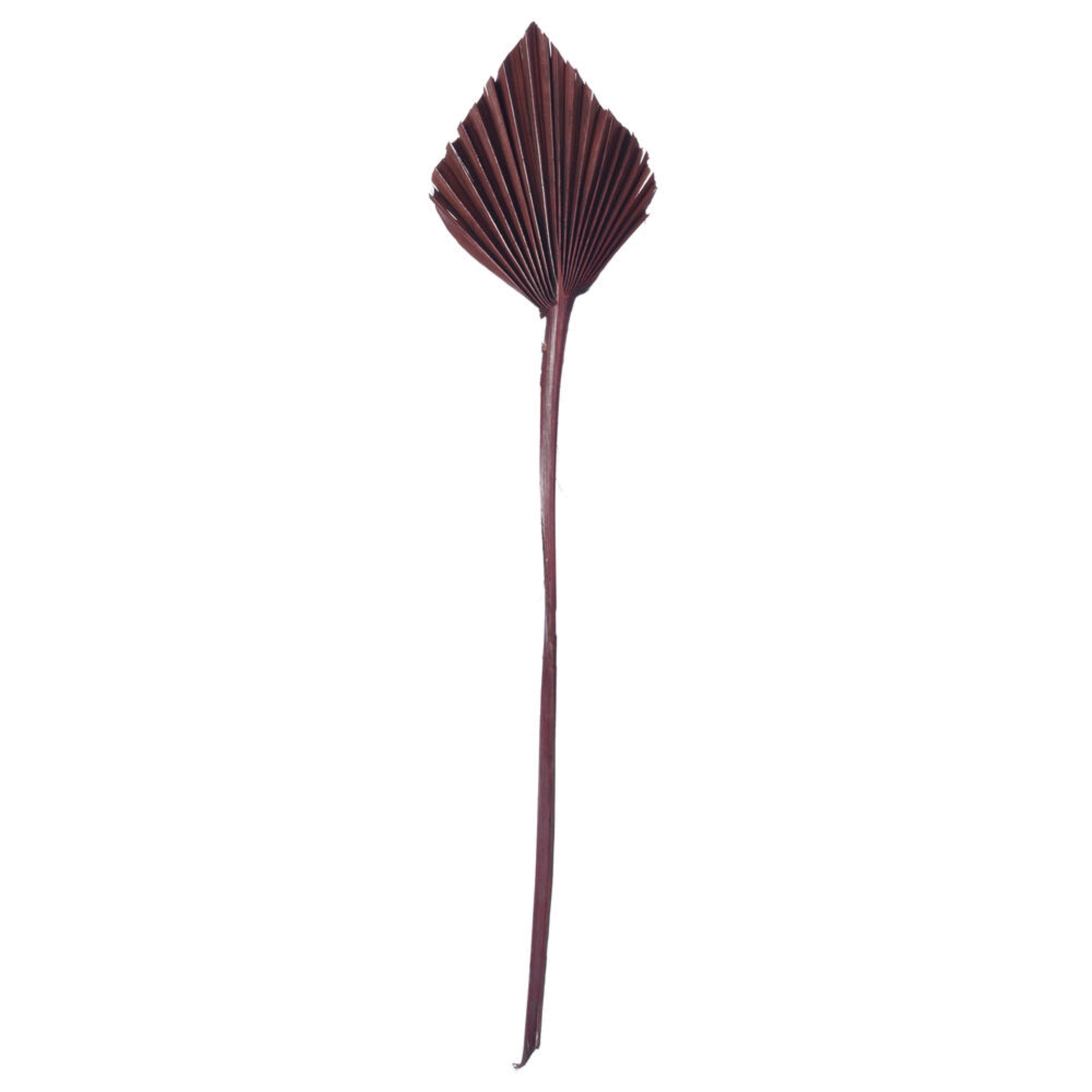 Vickerman Natural Botanicals 15.75 - 19.5” Chocolate Dried Palm Spear 12 per bag.