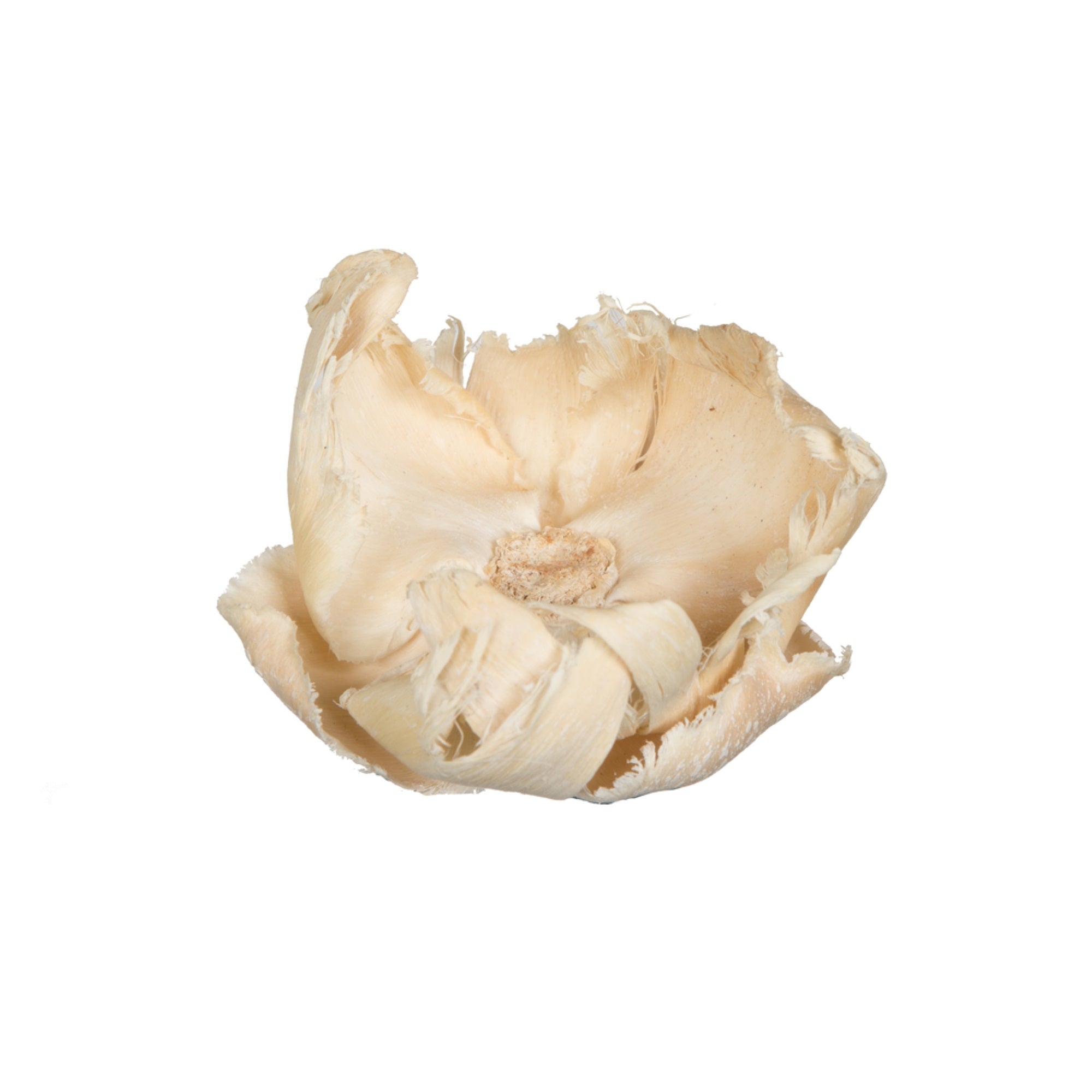 2.75” Palm Cap Bleached 25/pk