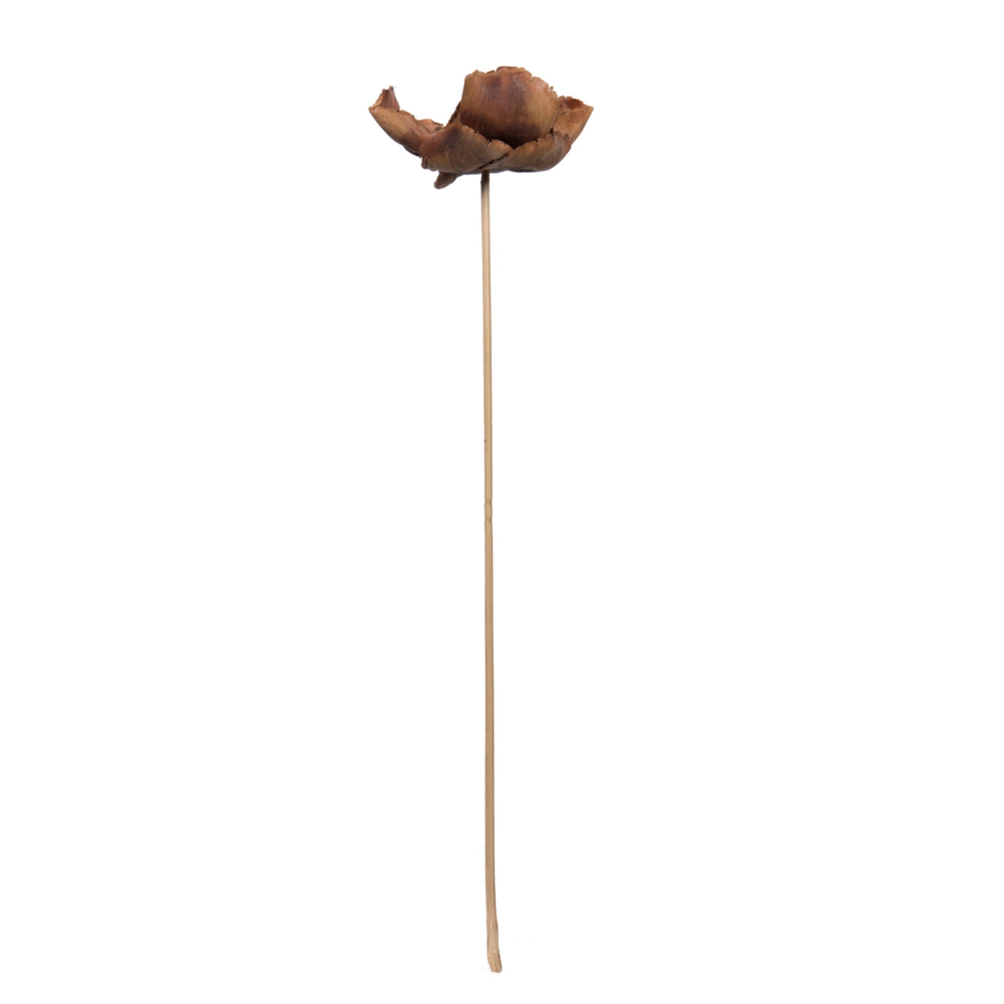 2.75” Palm Cap Natural on Stem 75/pk