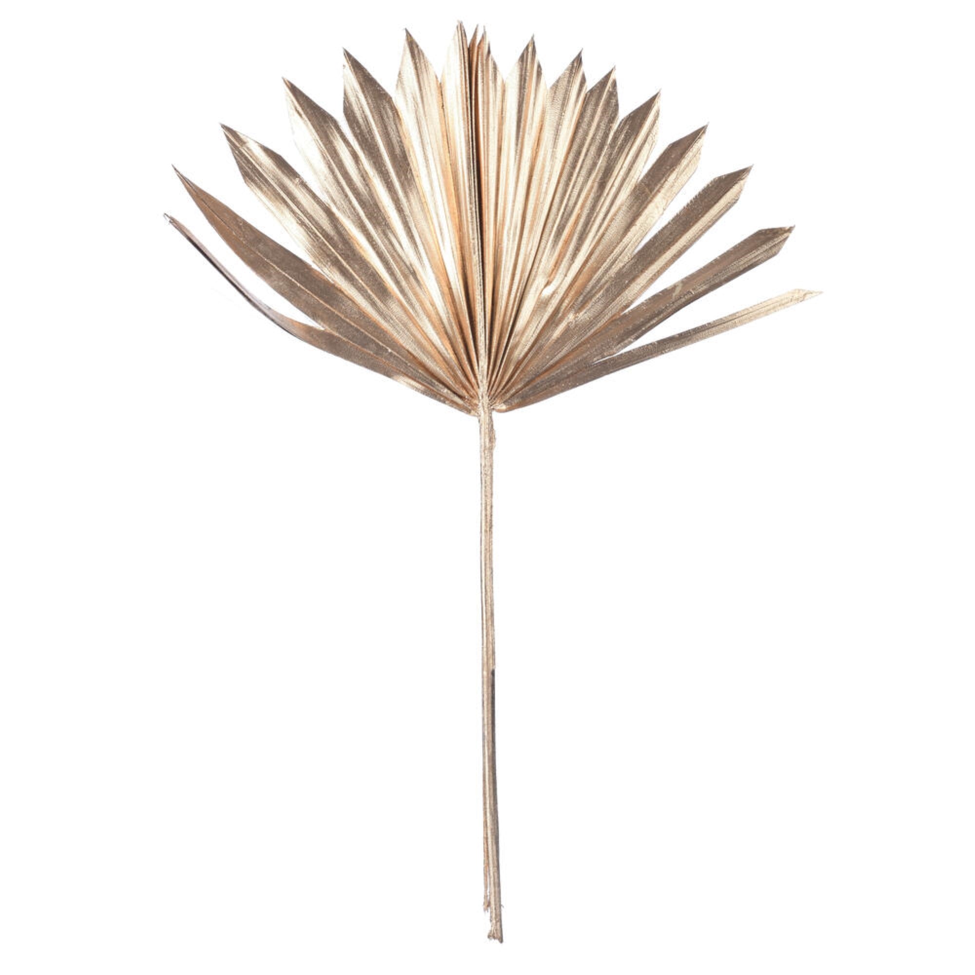 Vickerman Natural Botanicals 13.75 - 19.5” Metallic Gold Dried Palm Sun Spear 12 per bag.
