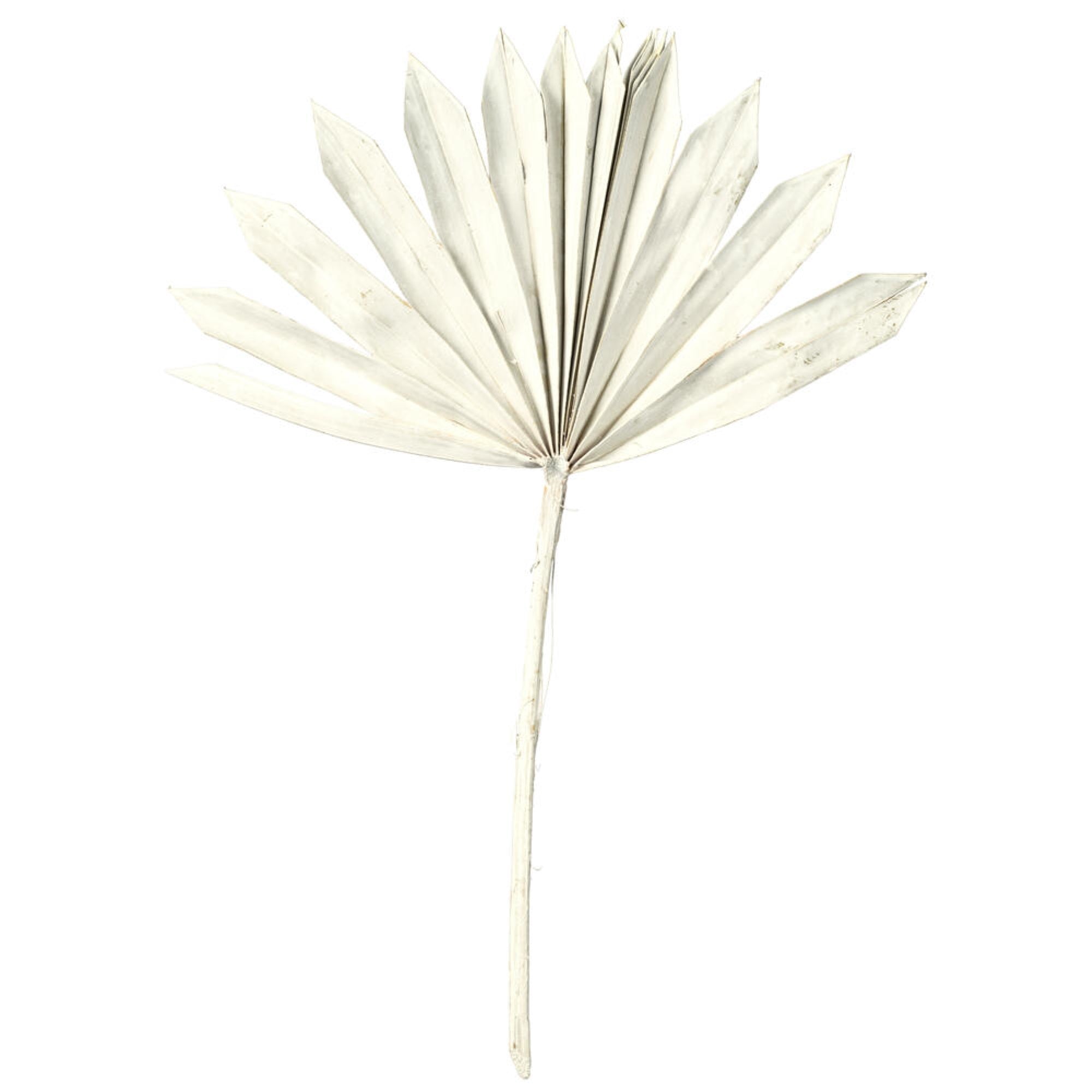 Vickerman Natural Botanicals 13.75 - 19.5” White wash Dried Palm Sun Spear 12 per bag.