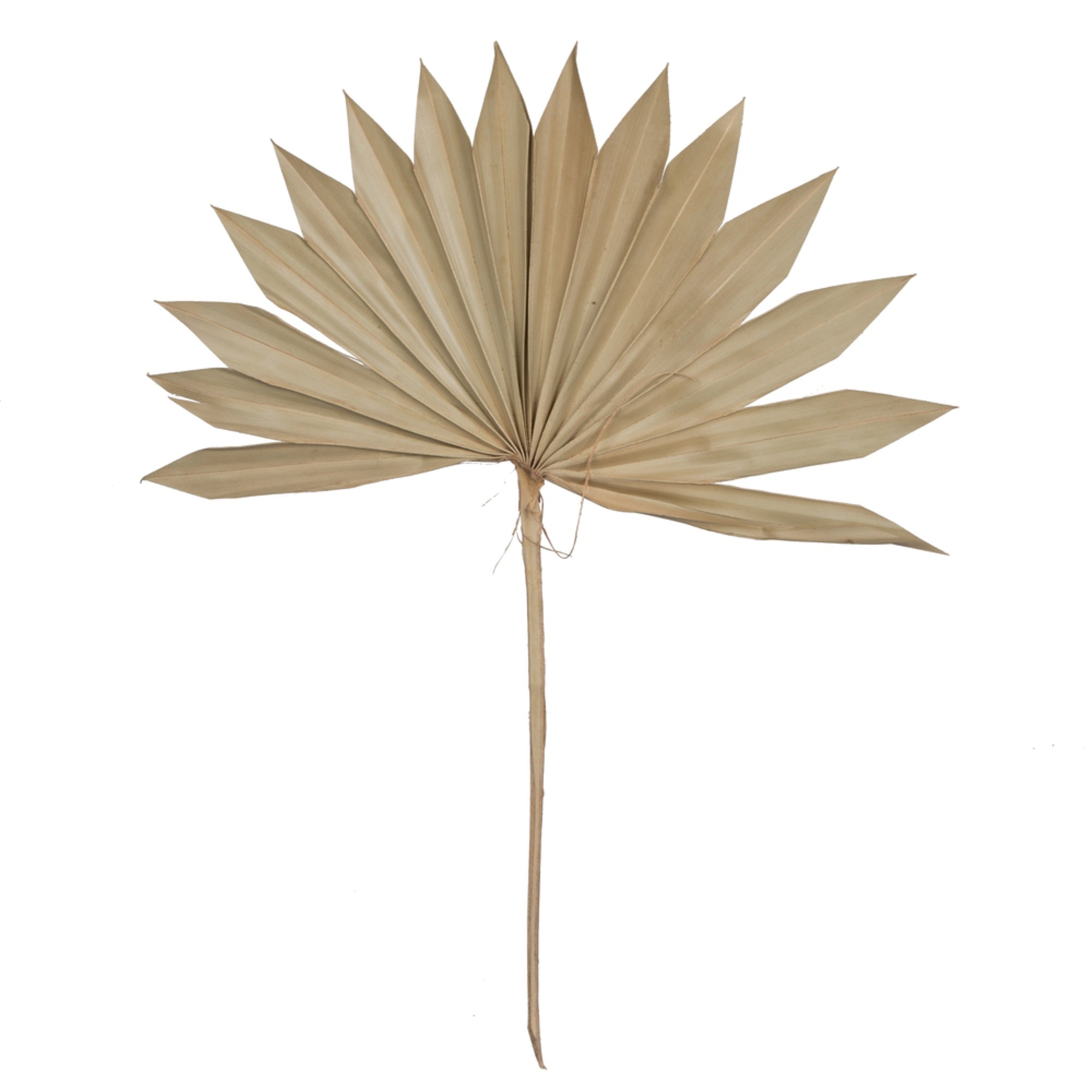 20” Palm Sun Spear Natural 50/pk