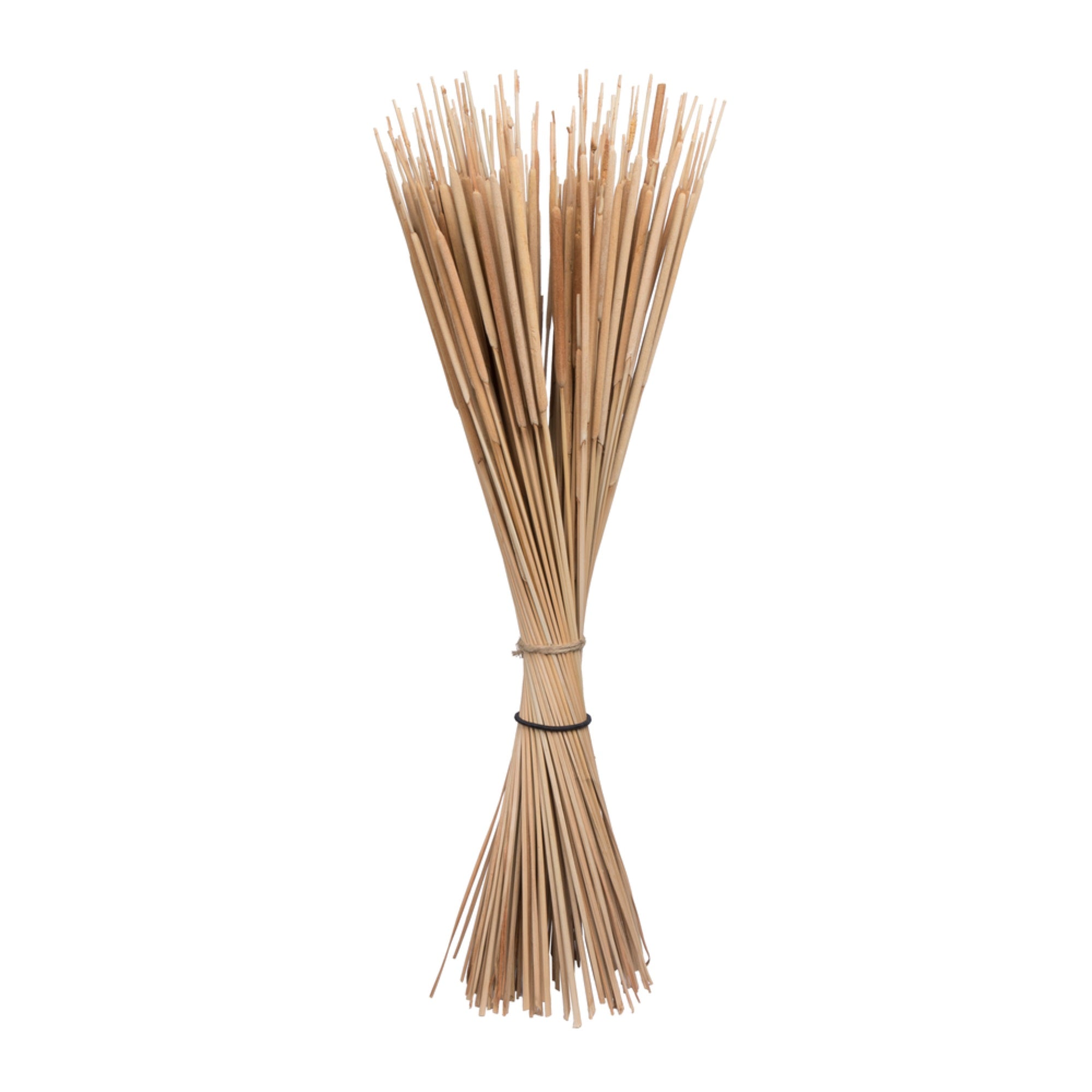 24” Reed Spadix Pencil 150/pk