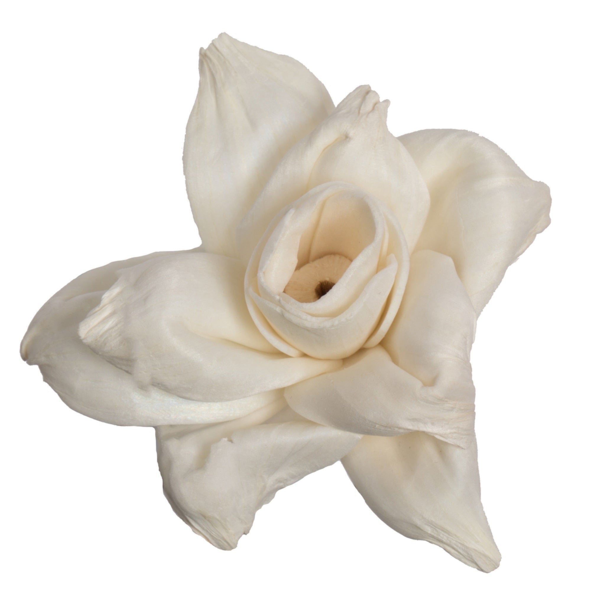1-3” Assorted Jonquil Sola Head 24/bg