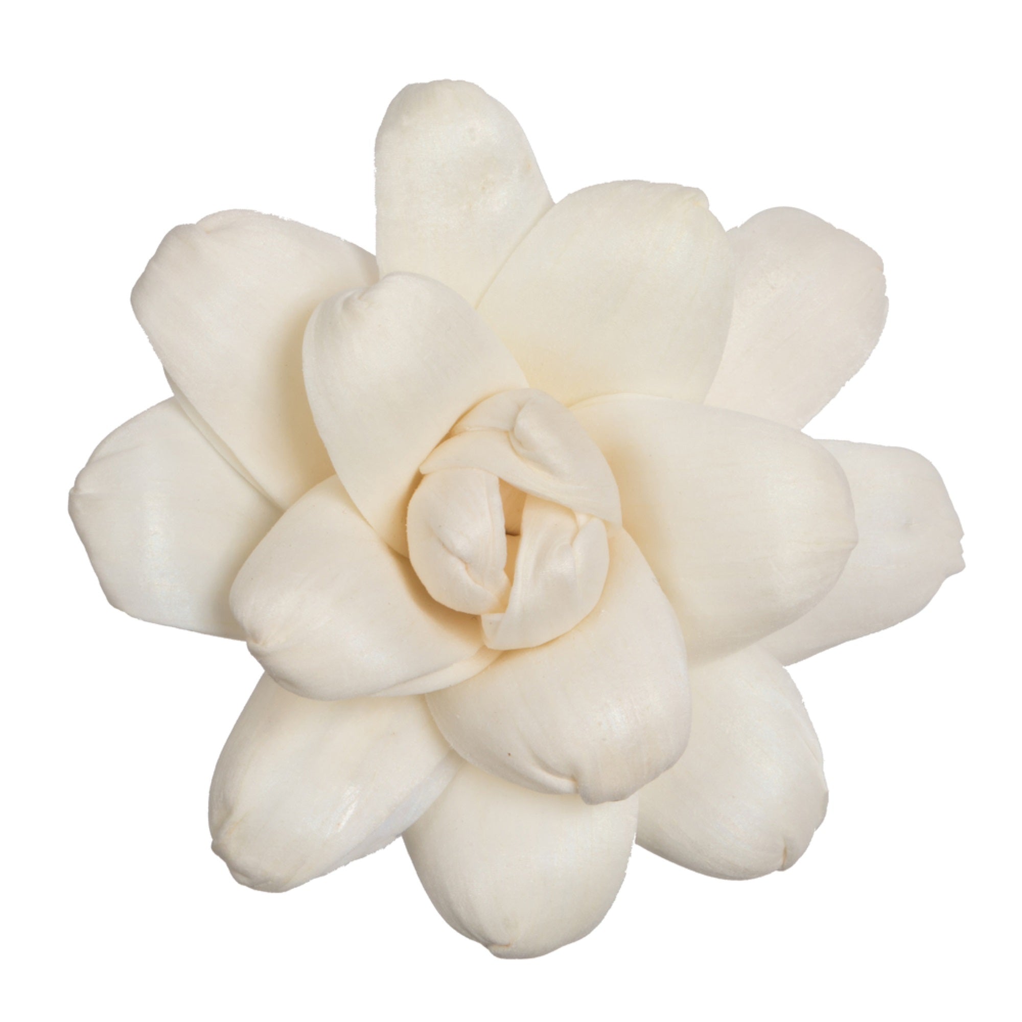 1-3” Assorted Eleanor Sola Head 24/bg
