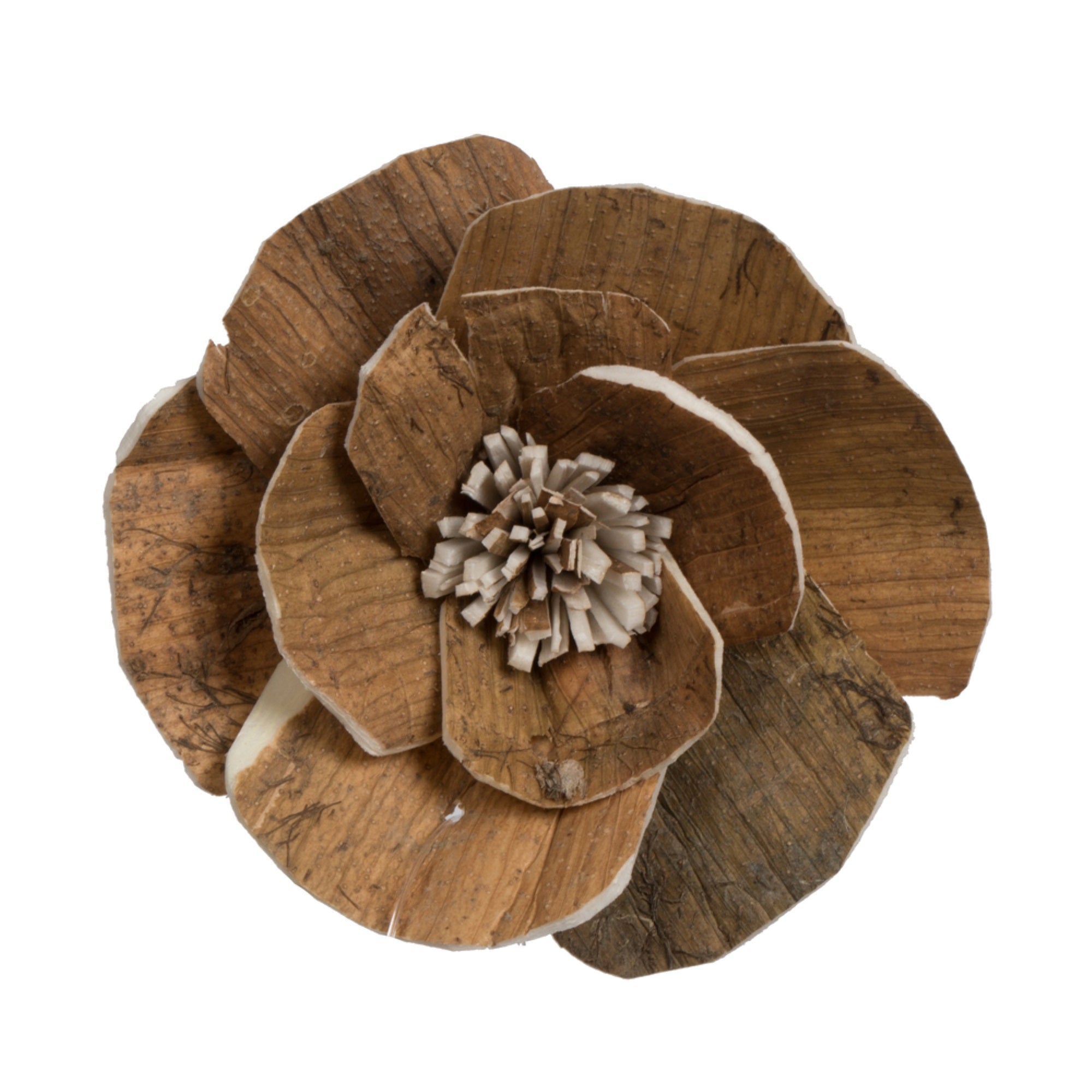1-3” Assorted Walnut Sola Head 24/bg