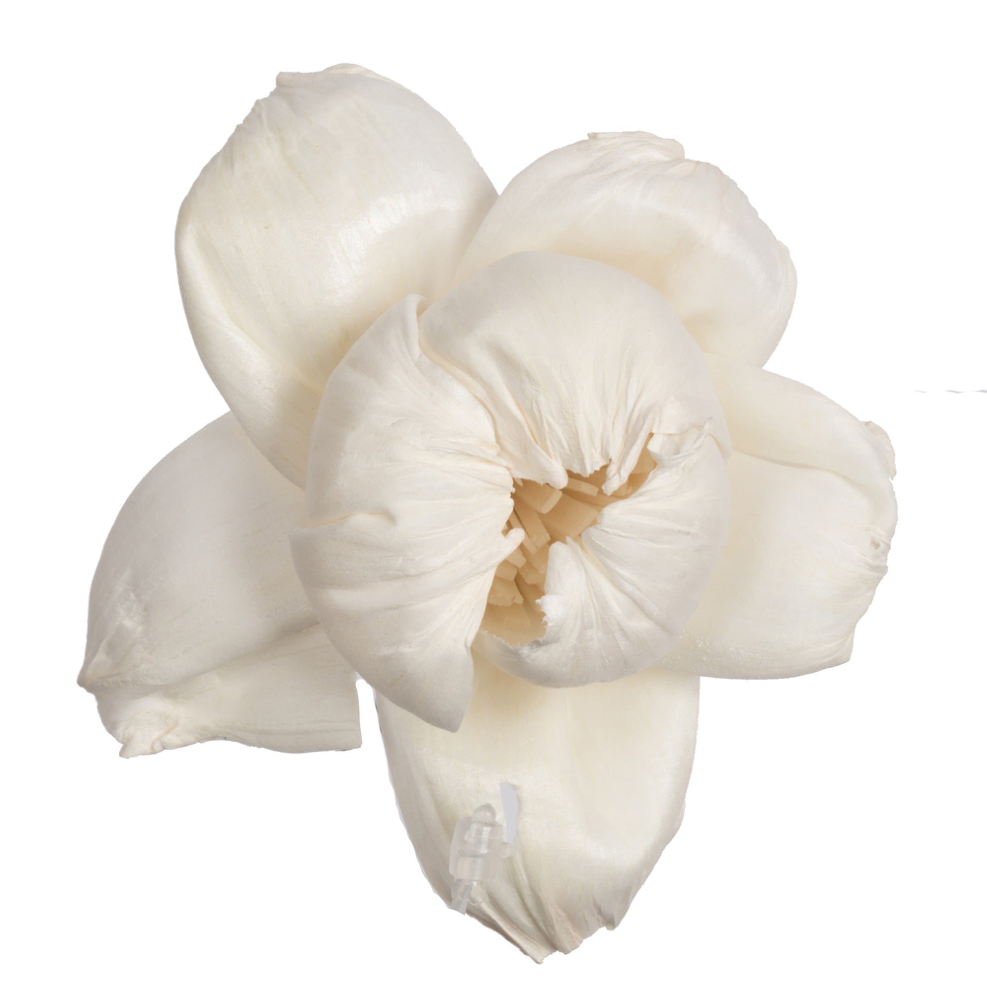 1-3” Assorted Rosette Sola Head 24/bg