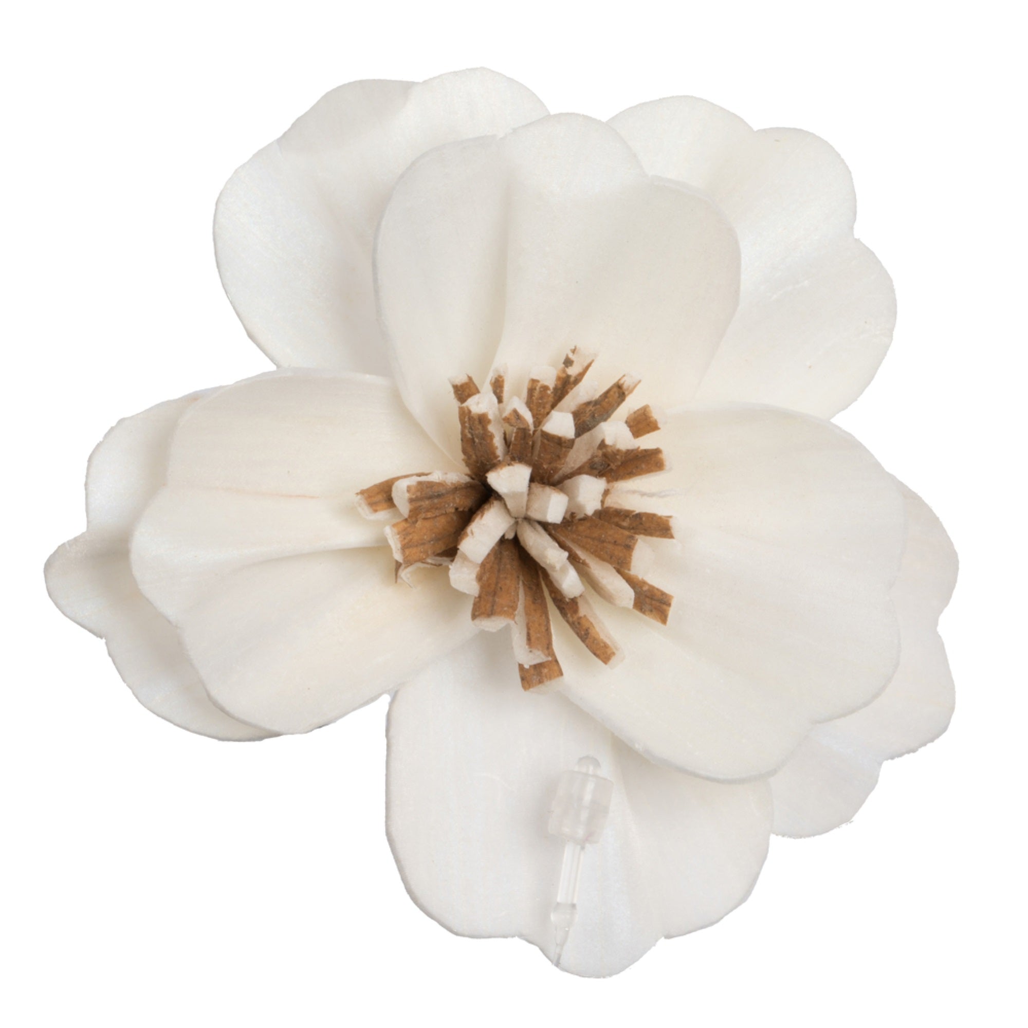 1-3” Assorted Anemone Sola Head 24/bg