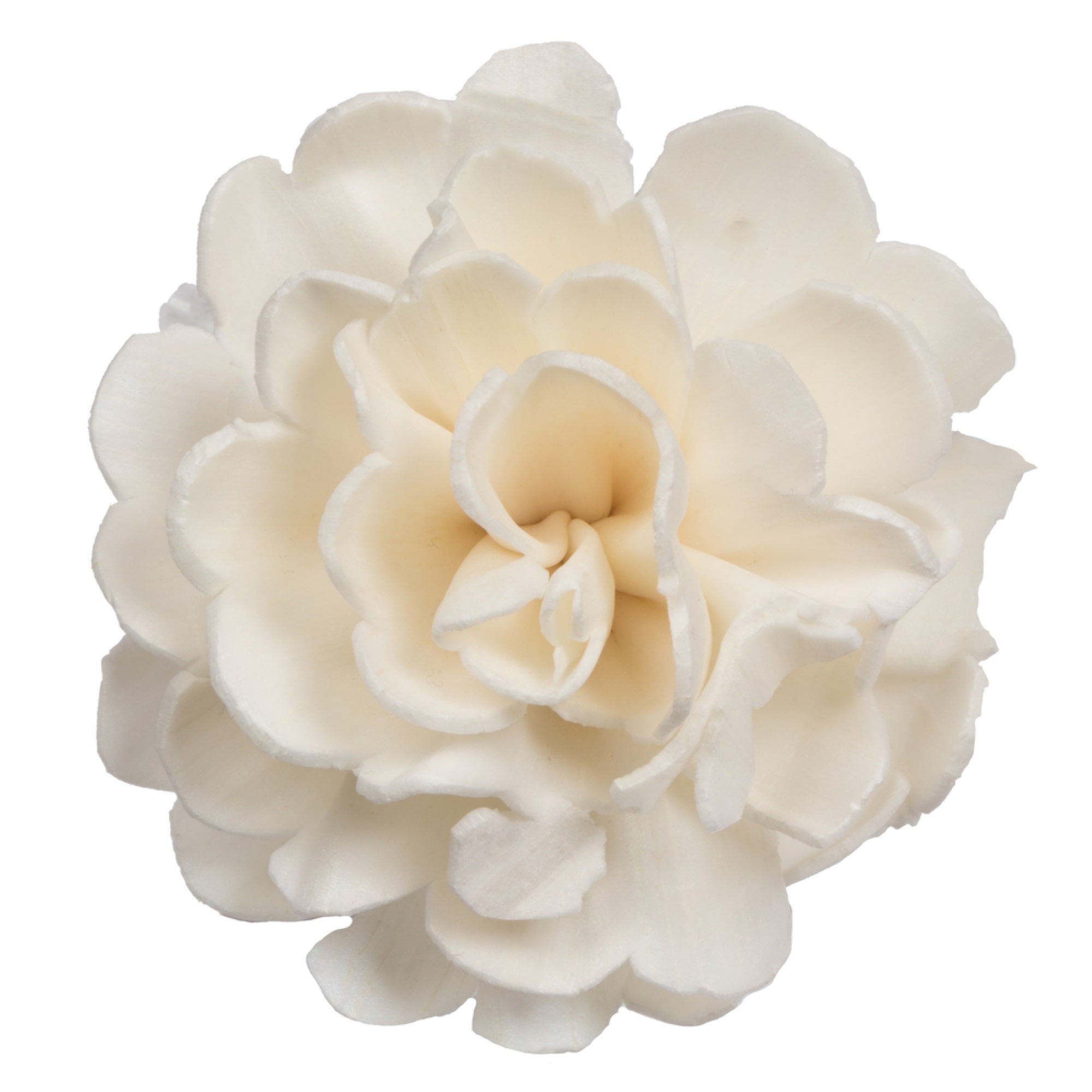 1-3” Assorted Camellia Sola Head 24/bg