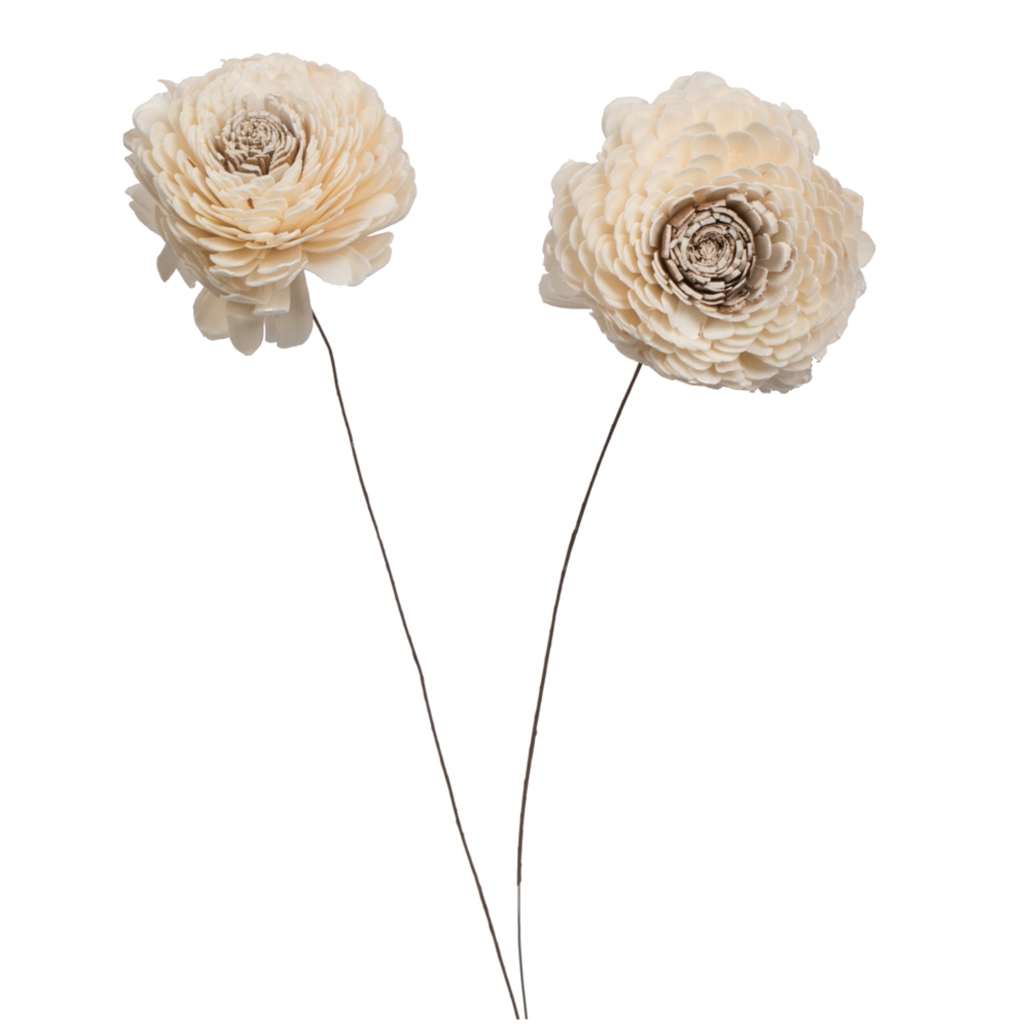 4” Charki Sola Flower 12” Stem 12/bg