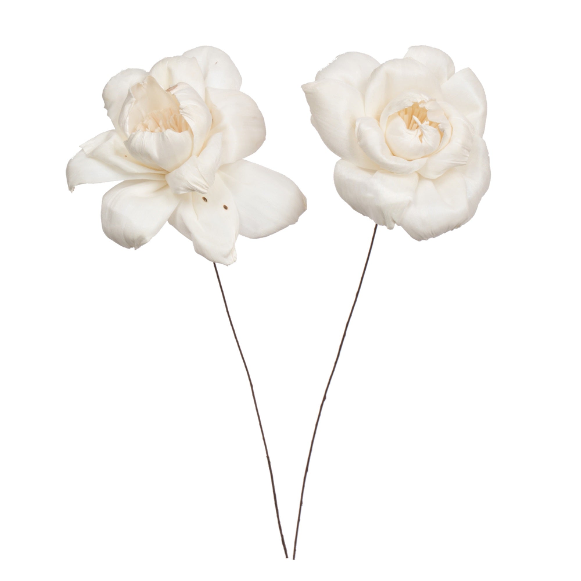 4” Rosette Sola Flower on 12” stem 12/bg