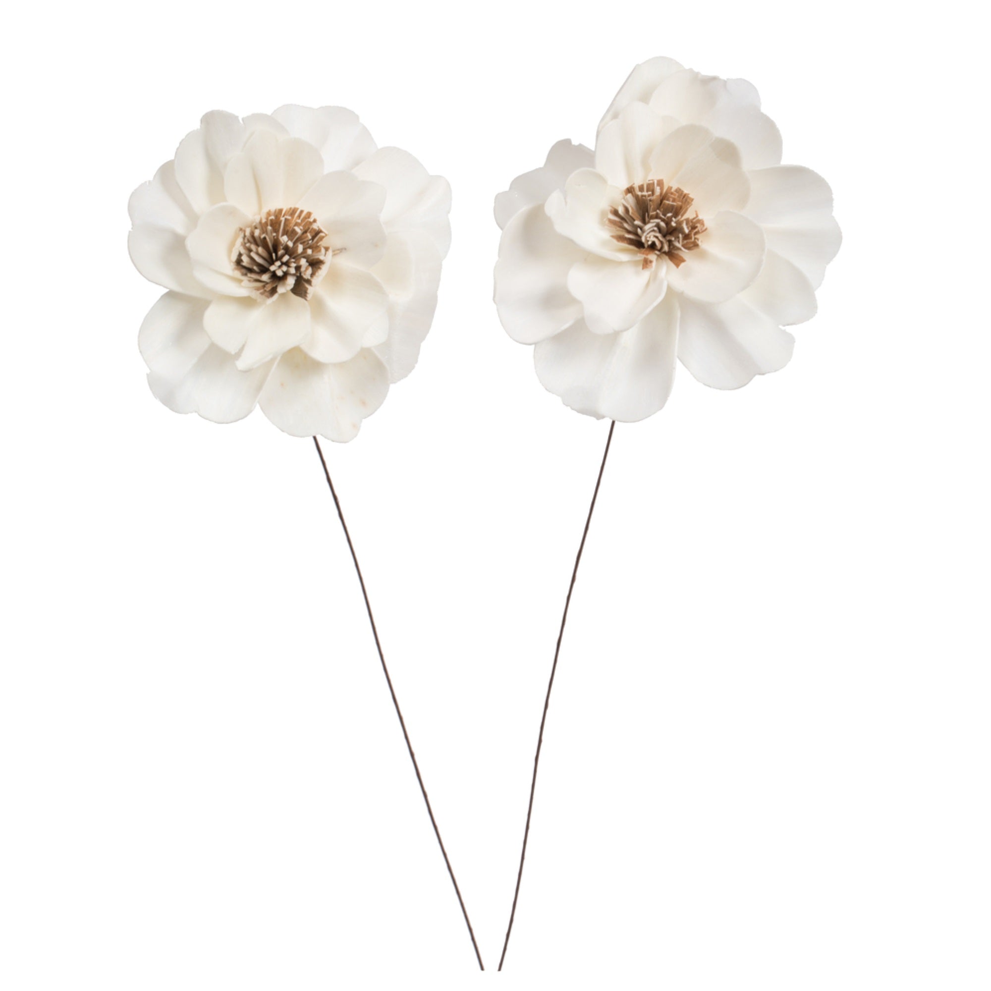 4” Anemone Sola Flower on 12” stem 12/bg