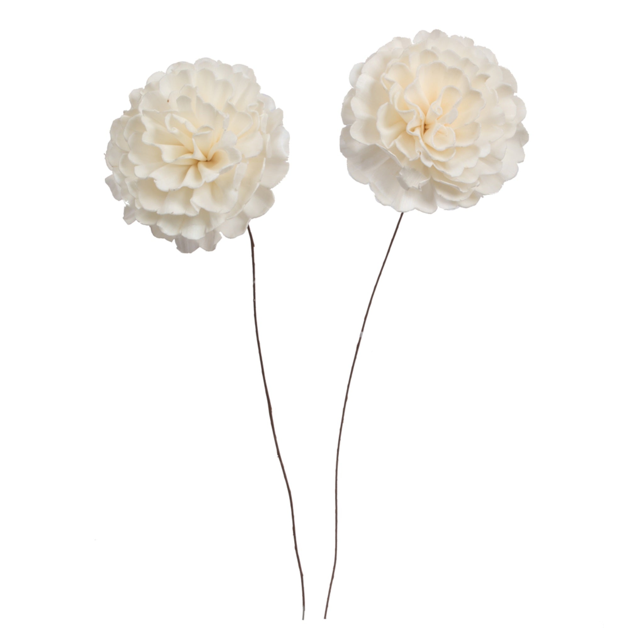 4” Camellia Sola Flower 12” stem 12/bg