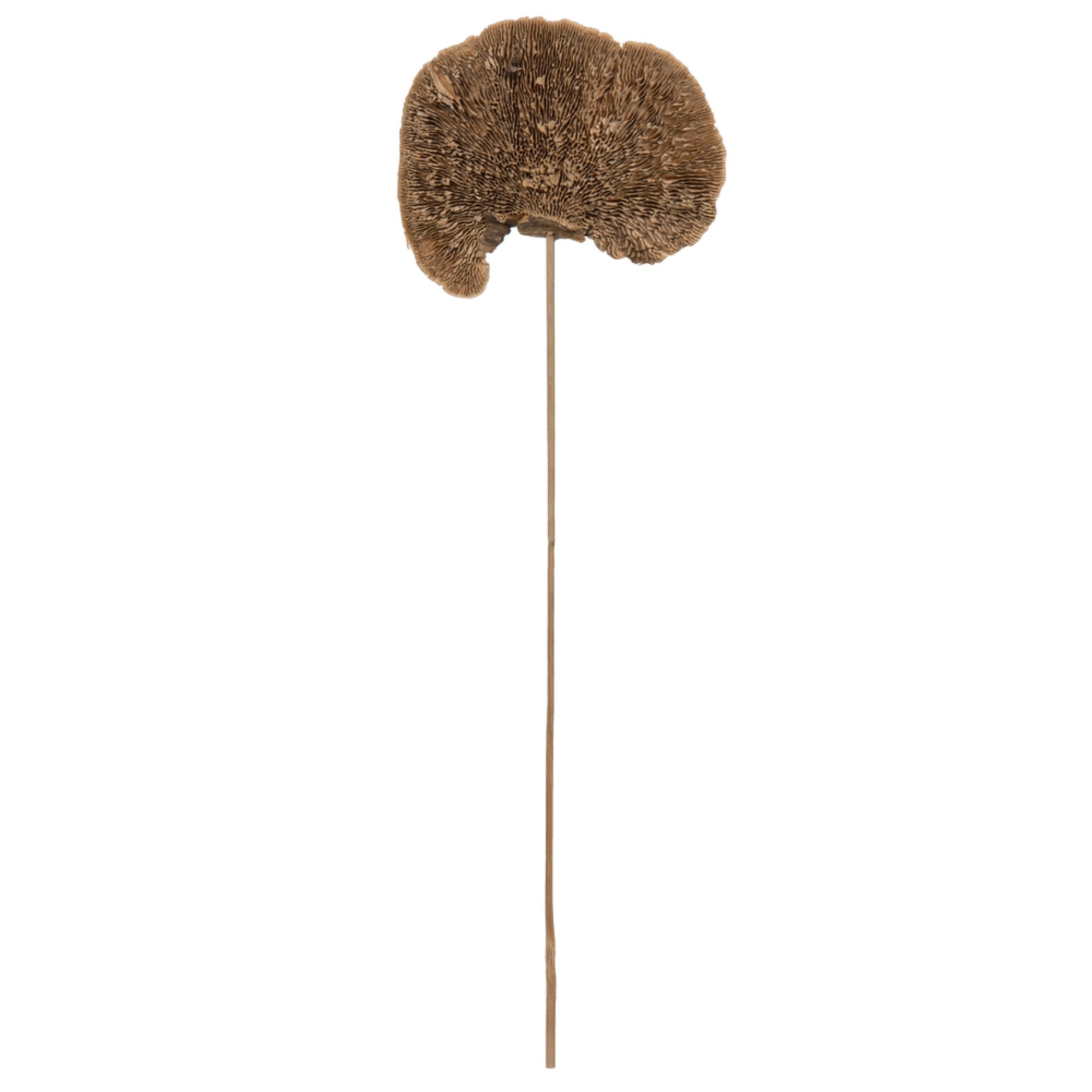 4-6” Spnge Mushroom on 20” Stem 50/Pk