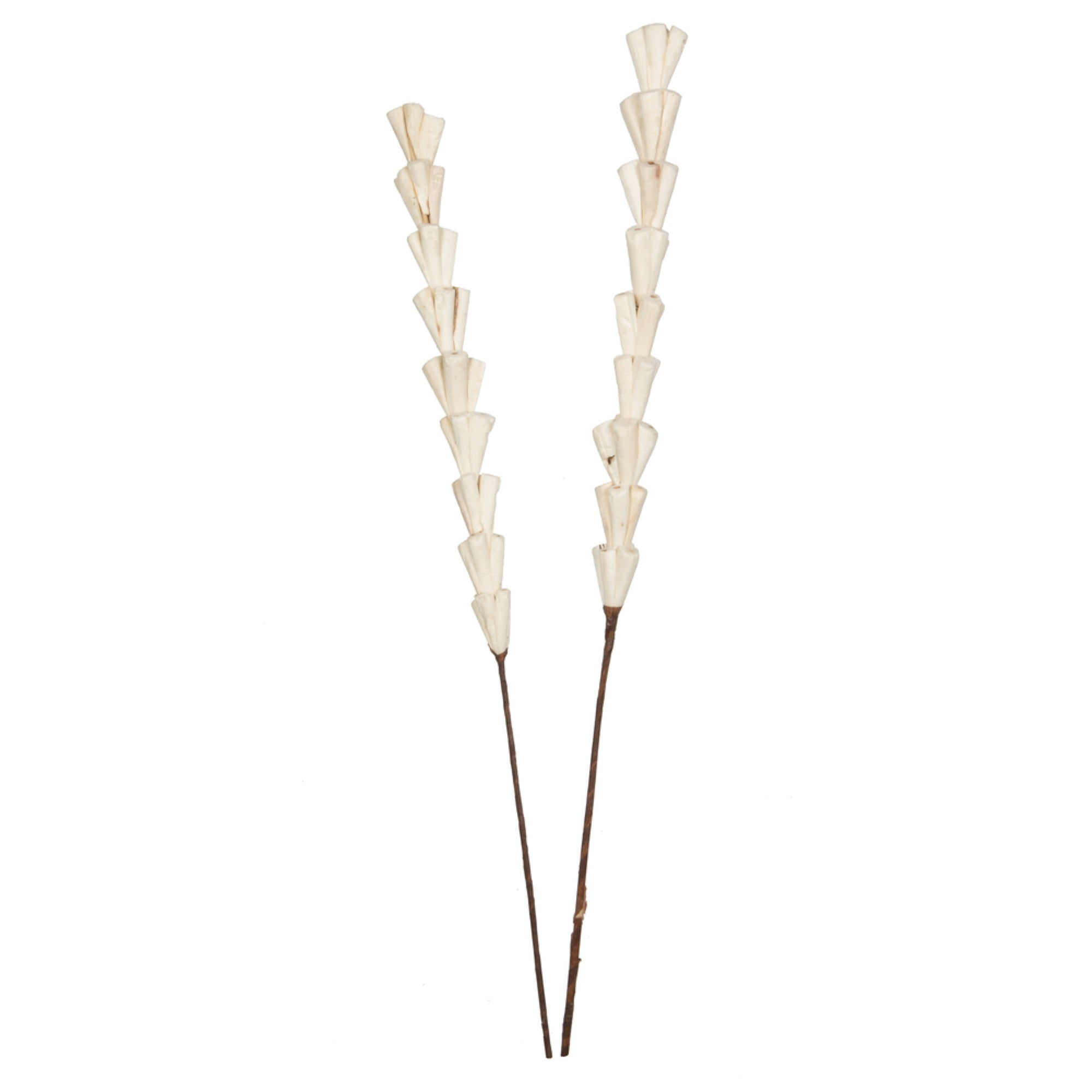 Vickerman Natural Botanicals 24” Natural Dried Sola Rajani Stick- 24 sticks/polybag. Preserved.