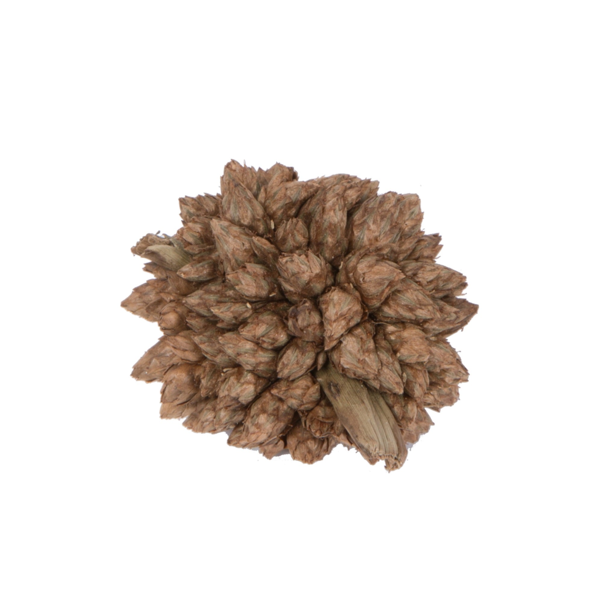 Vickerman Natural Botanicals 0.8” Star Flower Natural. Includes 2 kilograms of product per unit.