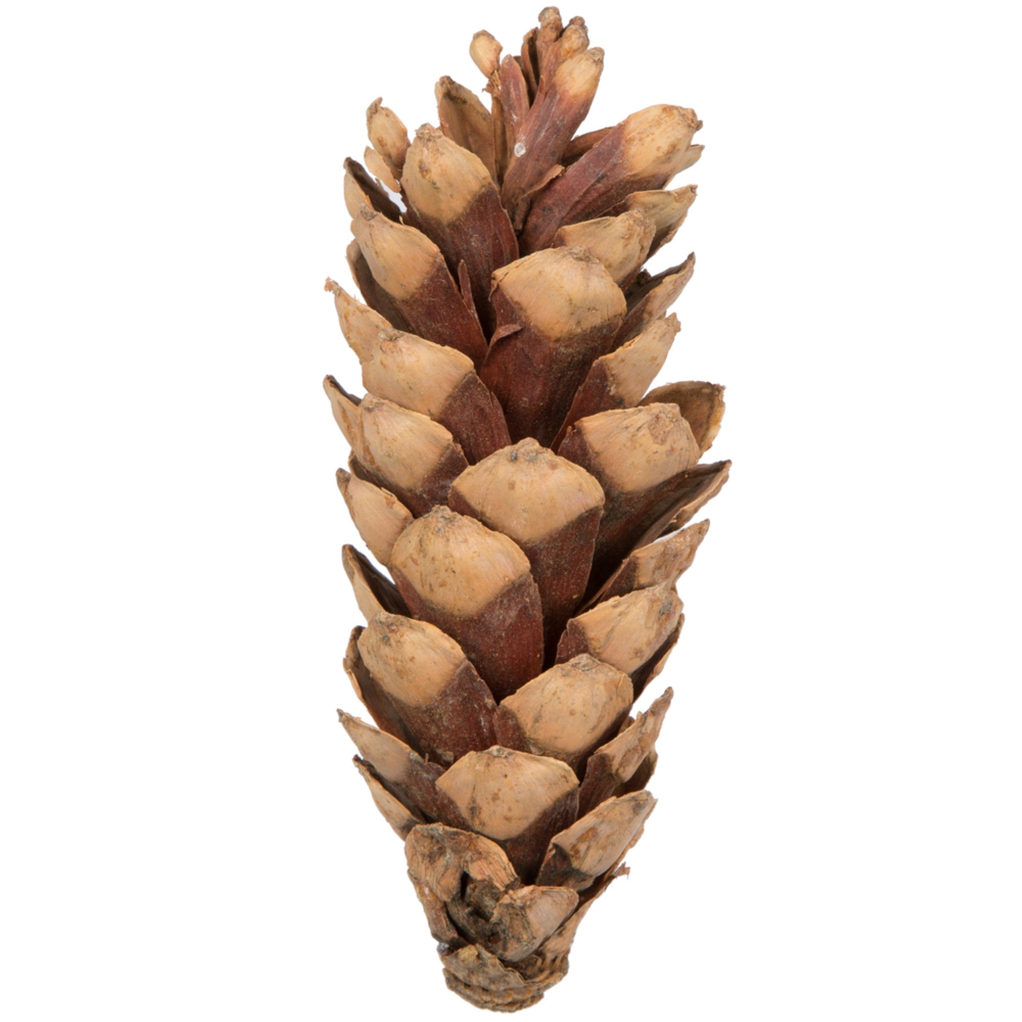 5.9” Natural White Pine Cone Med 50/pk