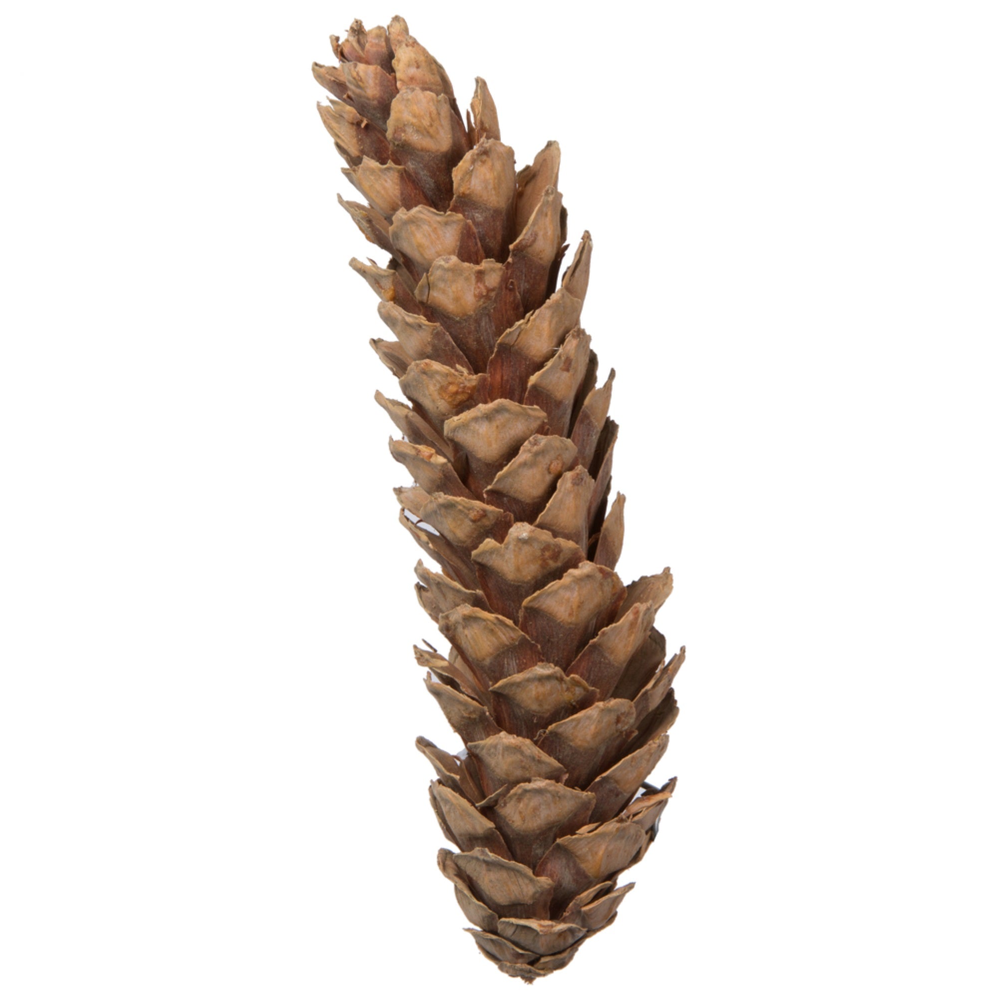 Vickerman Natural Botanicals 10” Strobus Extra Large Natural. Includes 30 pieces per unit
