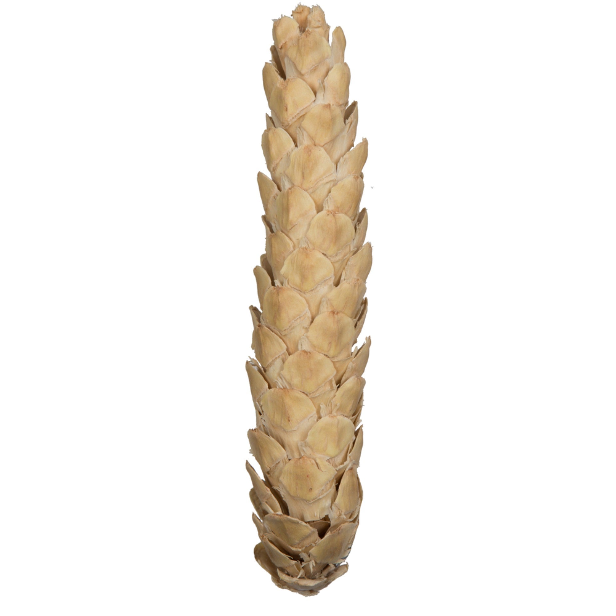 Vickerman Natural Botanicals 10” Strobus Extra Large Bleached. Includes 10 pieces per unit