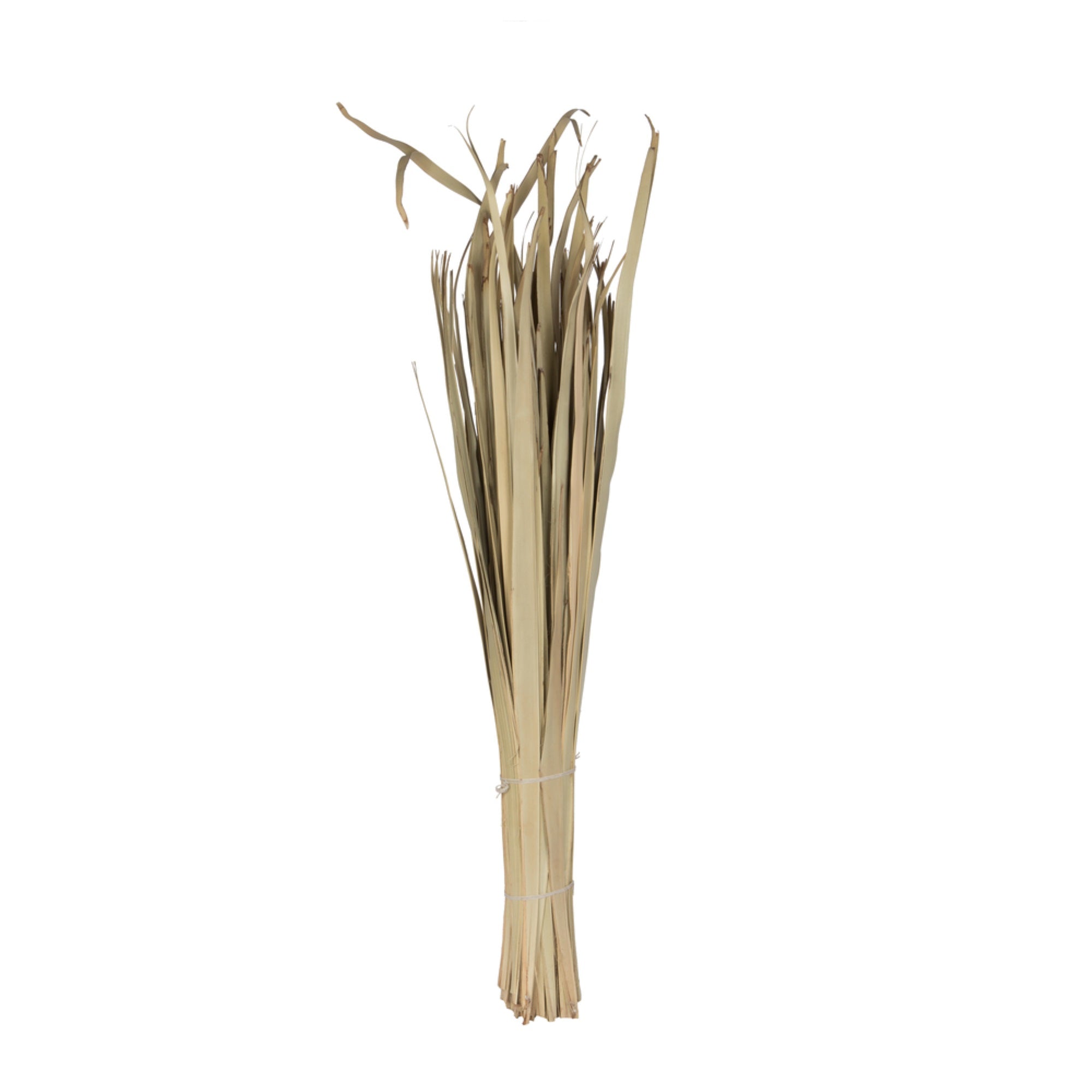 40” Sun Palm Leaf Natural 100/pk