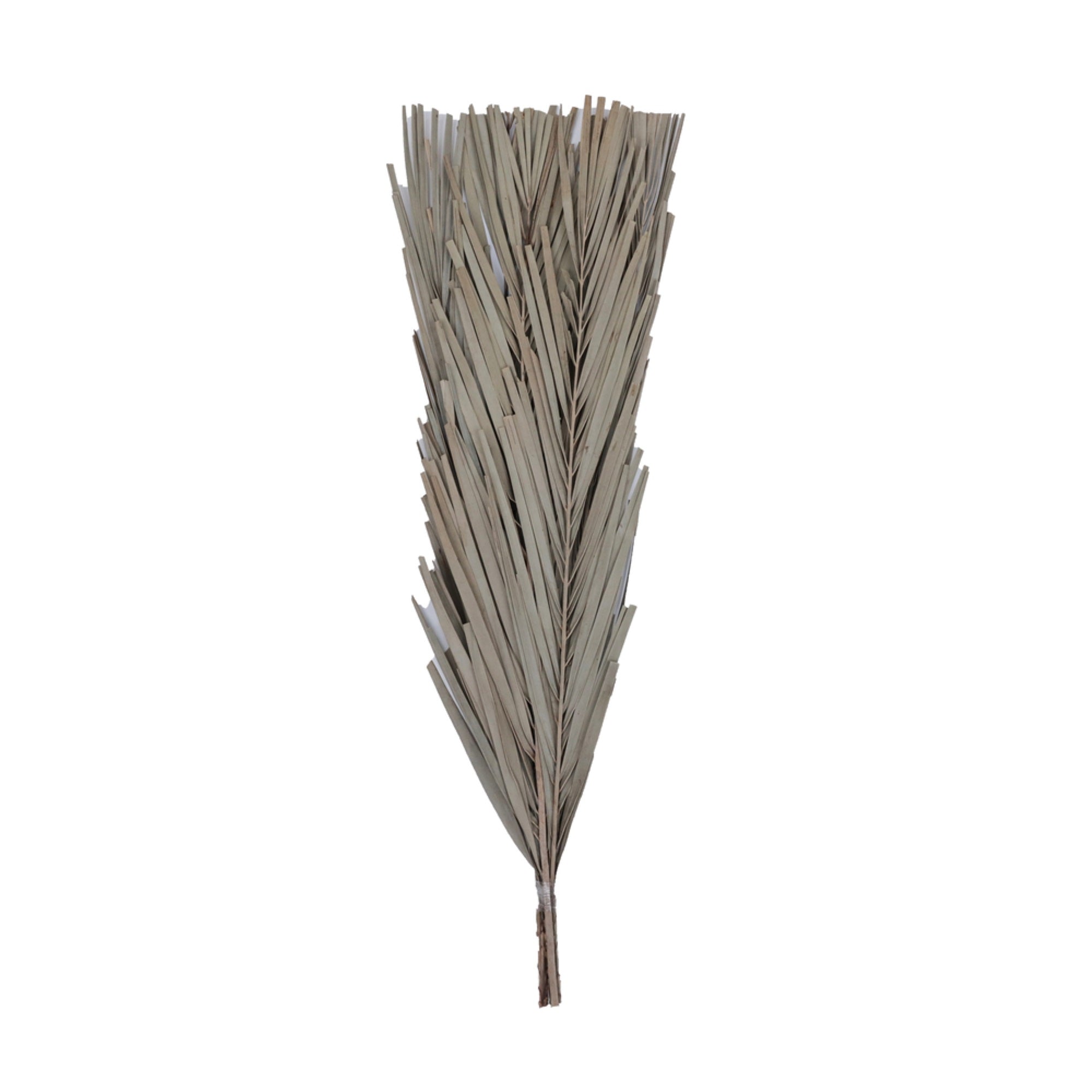Vickerman Natural Botanicals 25” Natural Canna Leaf 10 Pieces per Bunch.