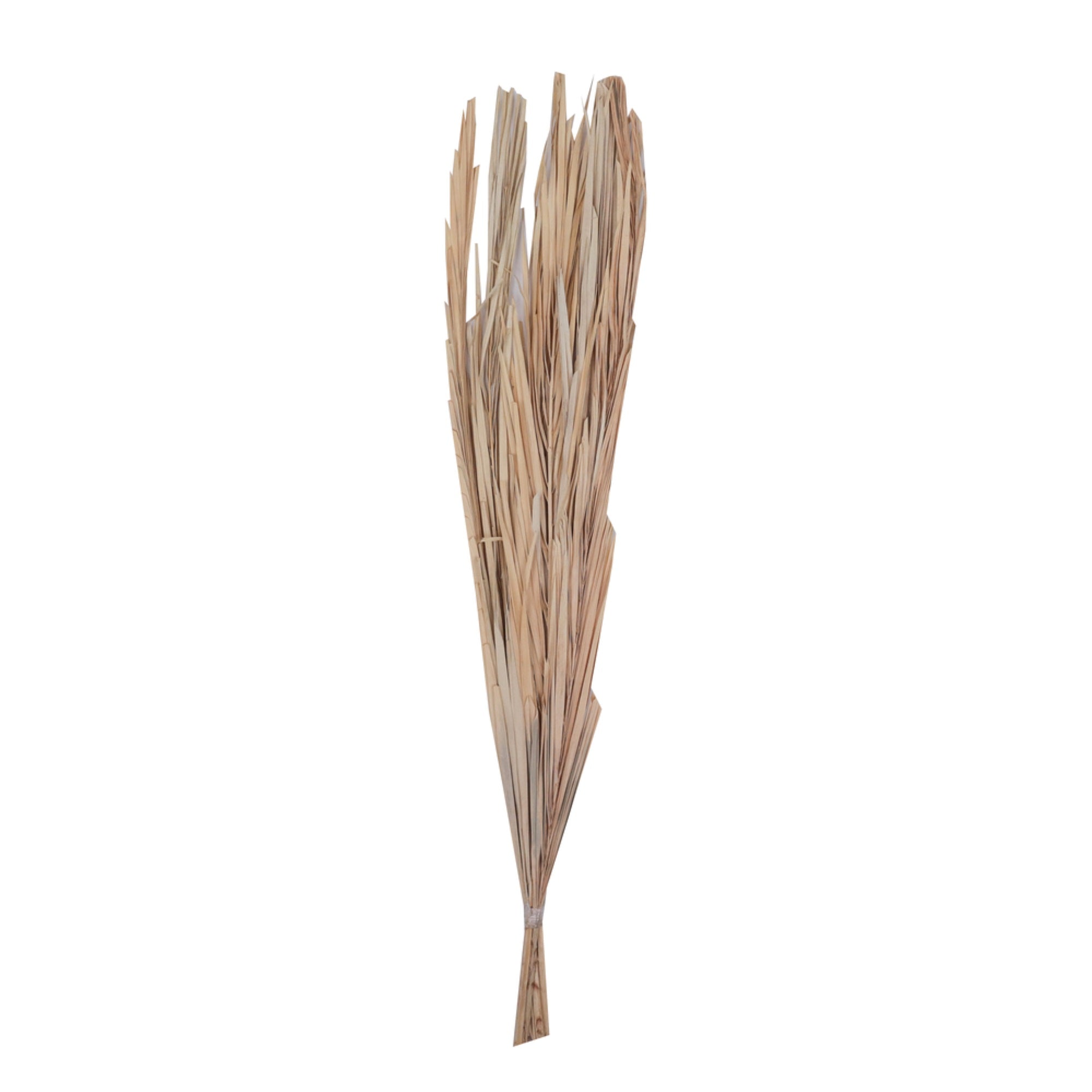 Vickerman Natural Botanicals 25” Bleached Canna Leaf  10 Pieces per Bunch.