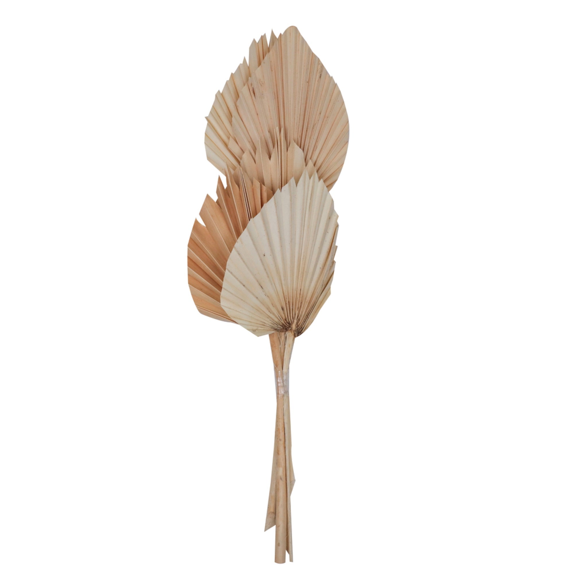 21” Bleached King Palm Spear 10 pc/Bunch