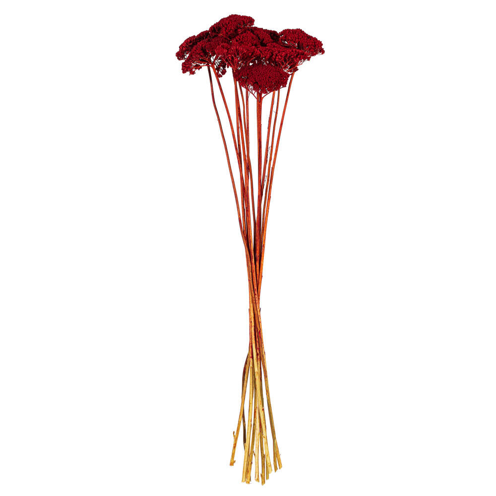 24” Red Yarrow Achillea  2 oz.